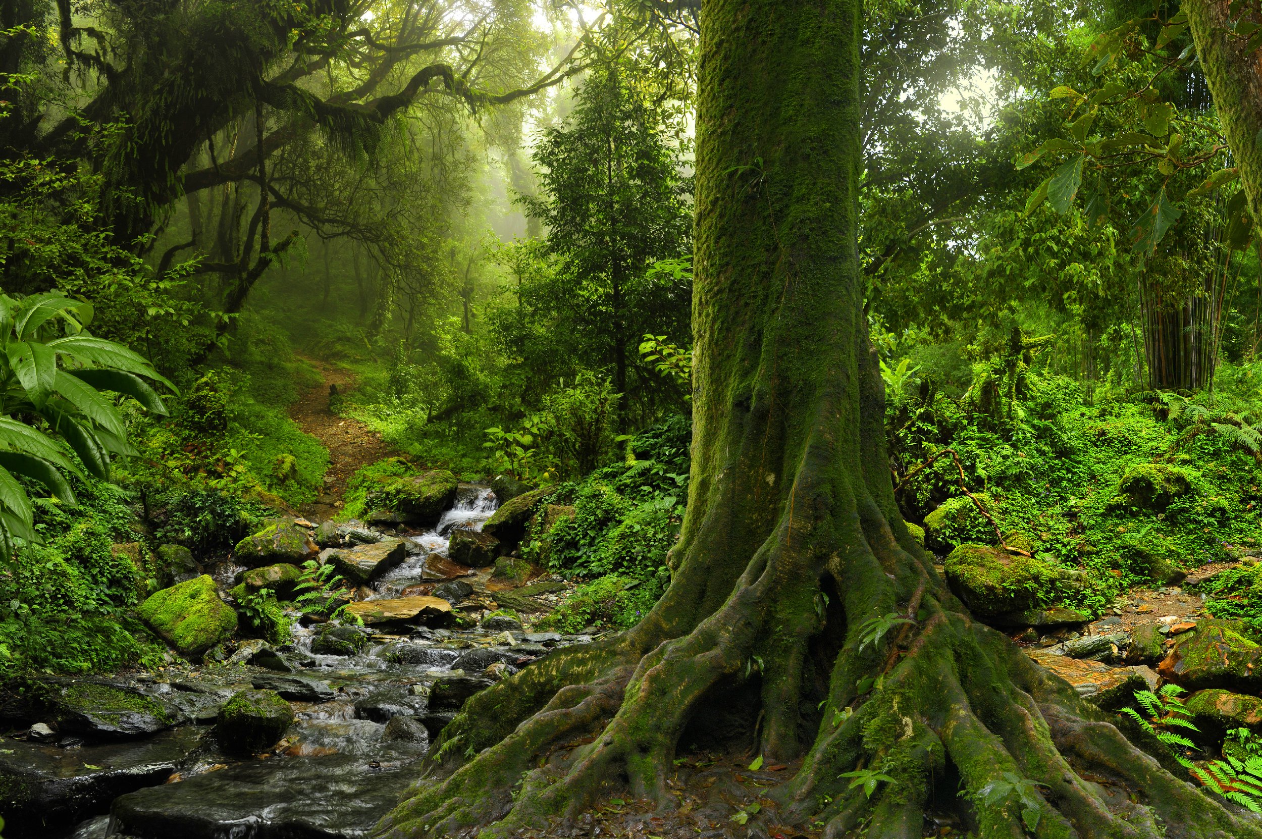 Lush tropical rainforest with a moss-covered tree, stream, rocks, ferns, and a narrow forest trail