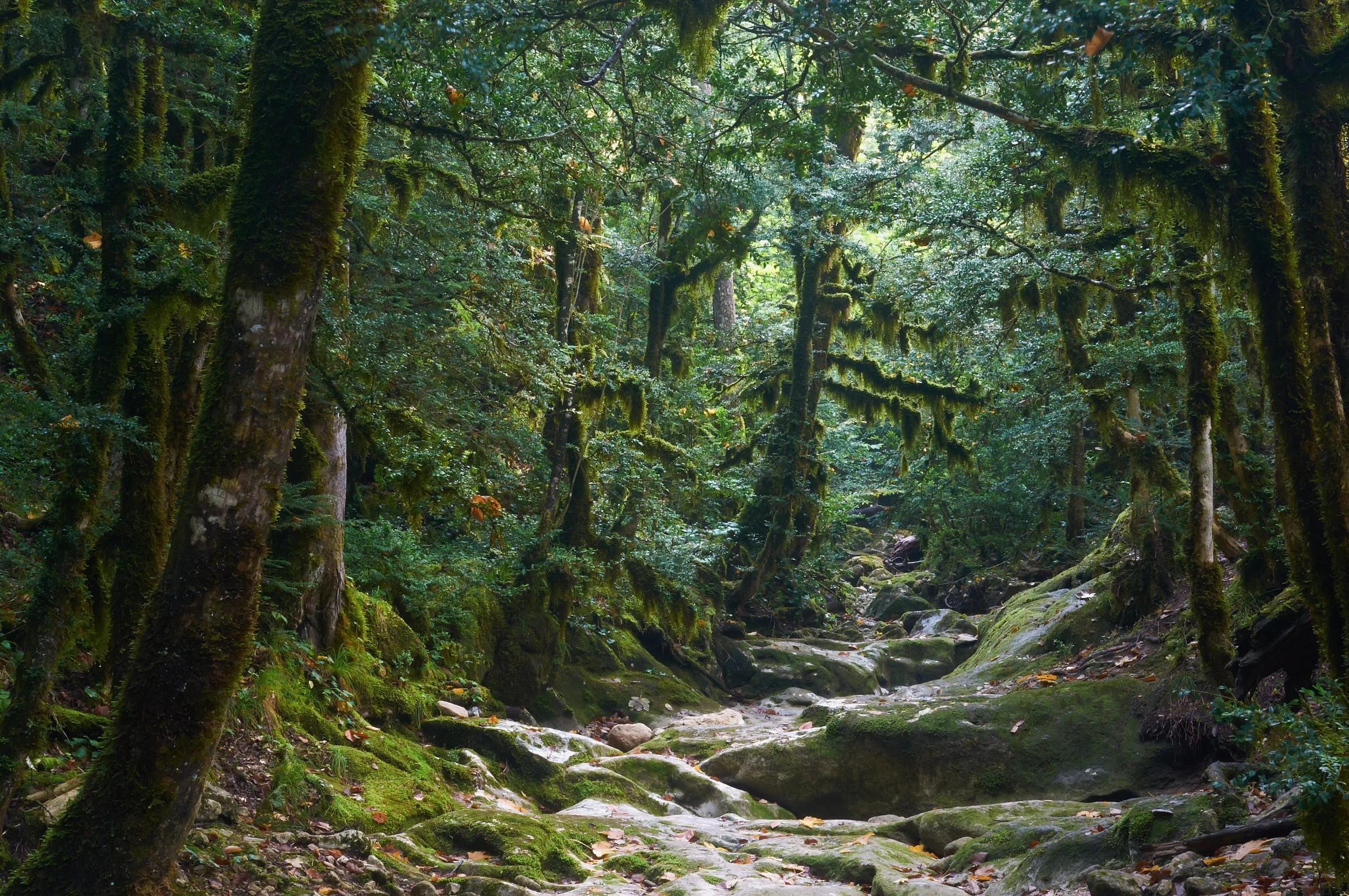 Moss-covered trees and rocky stream in a lush temperate forest