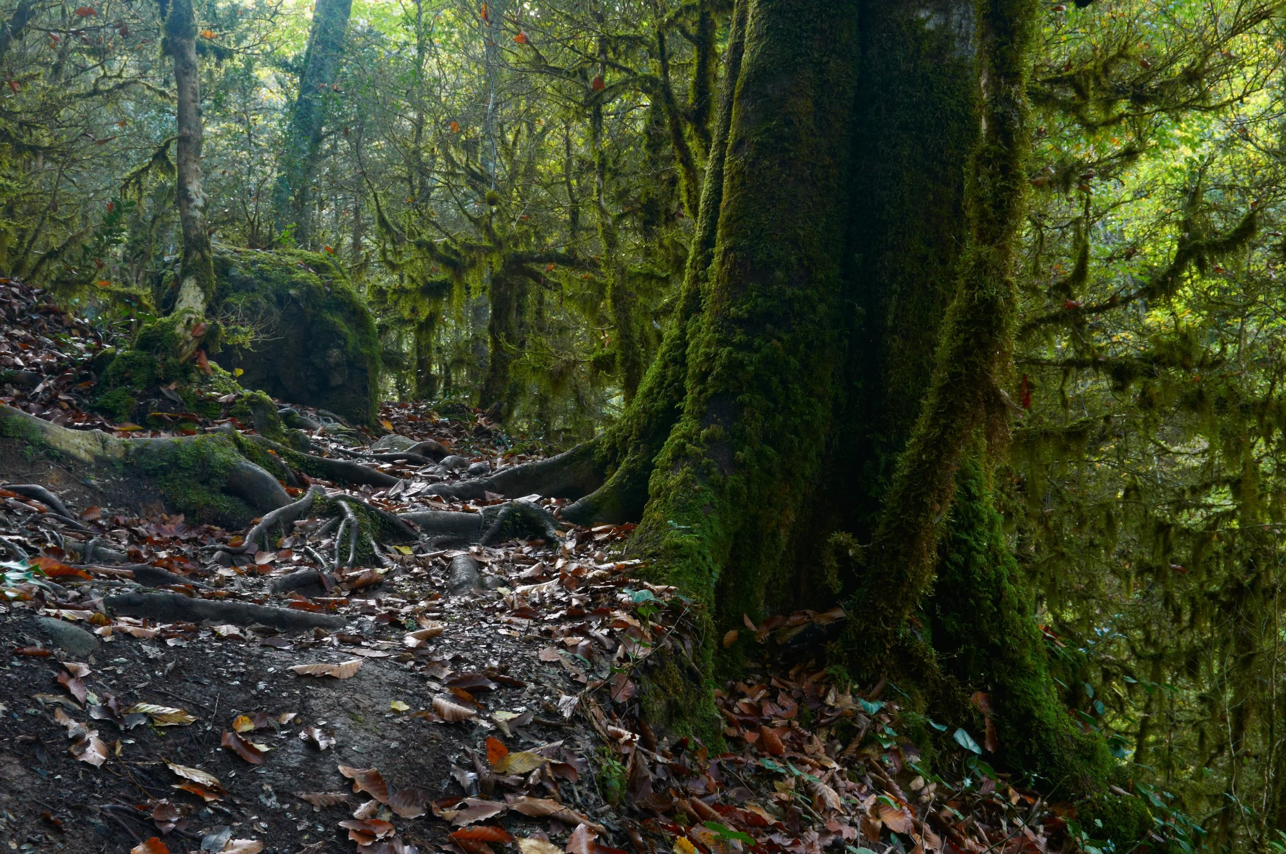 Moss-covered trees and exposed roots in a dense, leafy forest with fallen autumn leaves