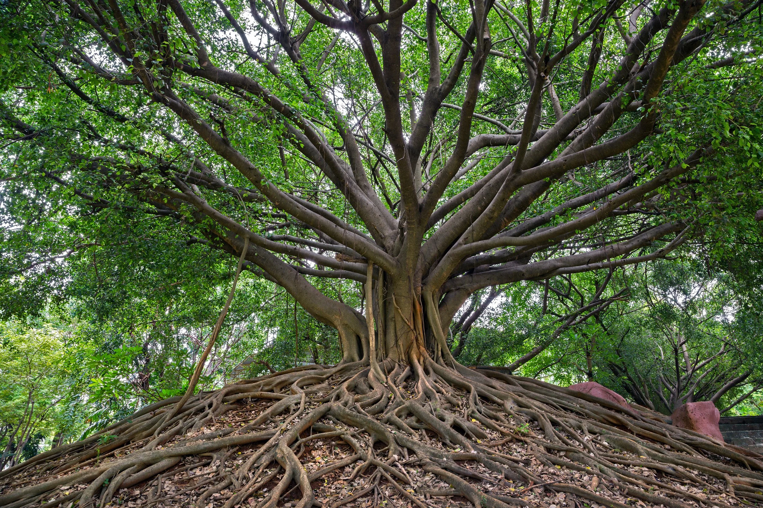 Large banyan tree with sprawling aerial roots and dense green foliage