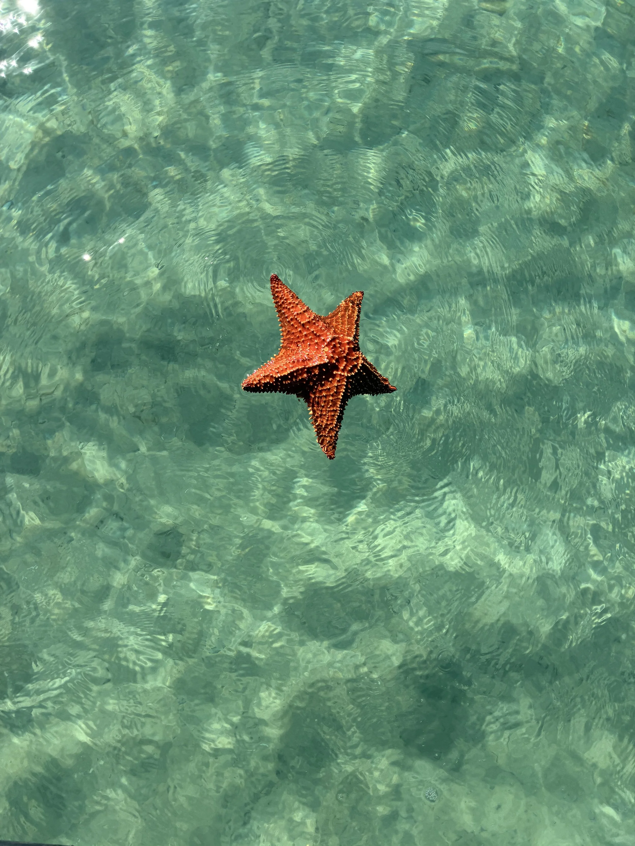 Orange starfish floating on clear turquoise water.