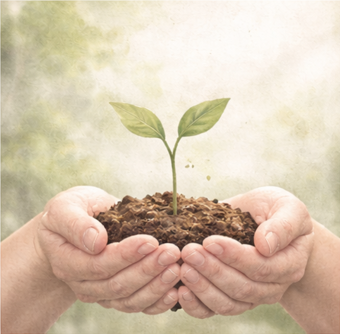Two hands holding a small mound of soil with a young green plant sprouting from it.