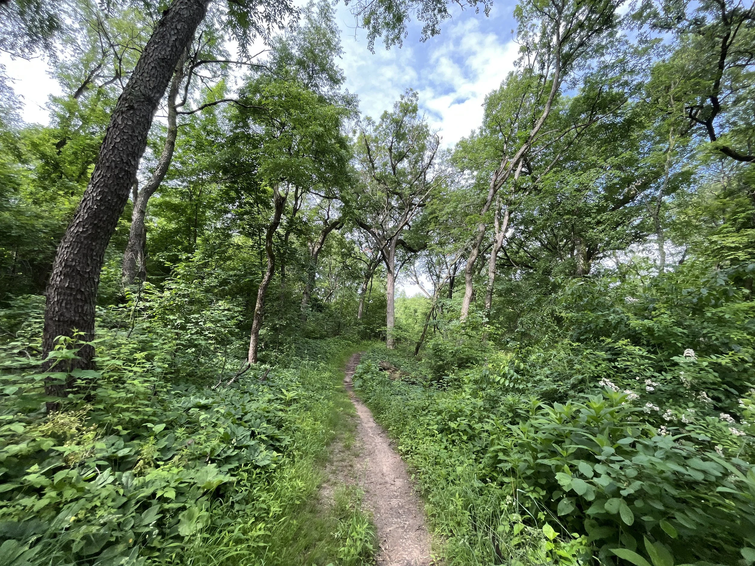 DJI_20220611_092406_793 2.JPG