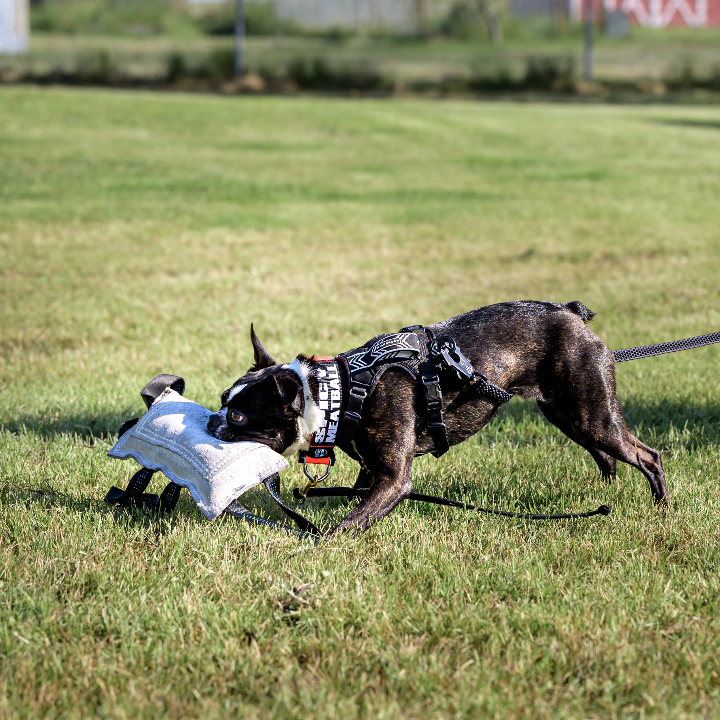Bite. Tug. Win. Repeat. 🐊🔥 This is Ru&rsquo;s love language. 

Play isn&rsquo;t just about burning energy&mdash;it&rsquo;s one of the best ways to build connection, confidence, and some serious relationship points with your dog.

Find the kind of p