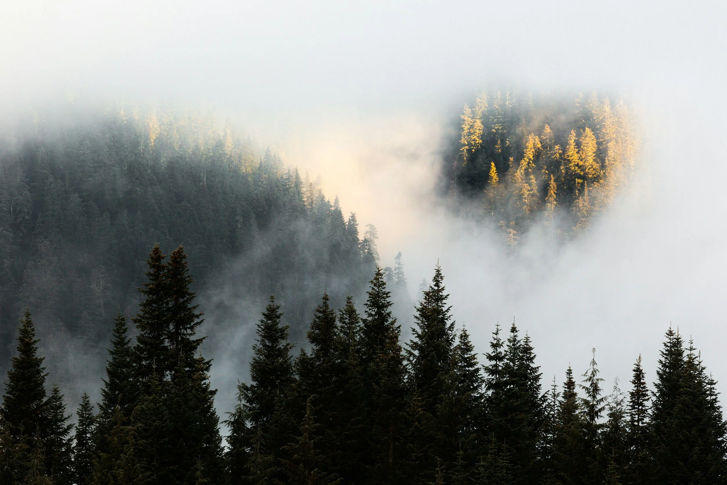 Foggy Mountains