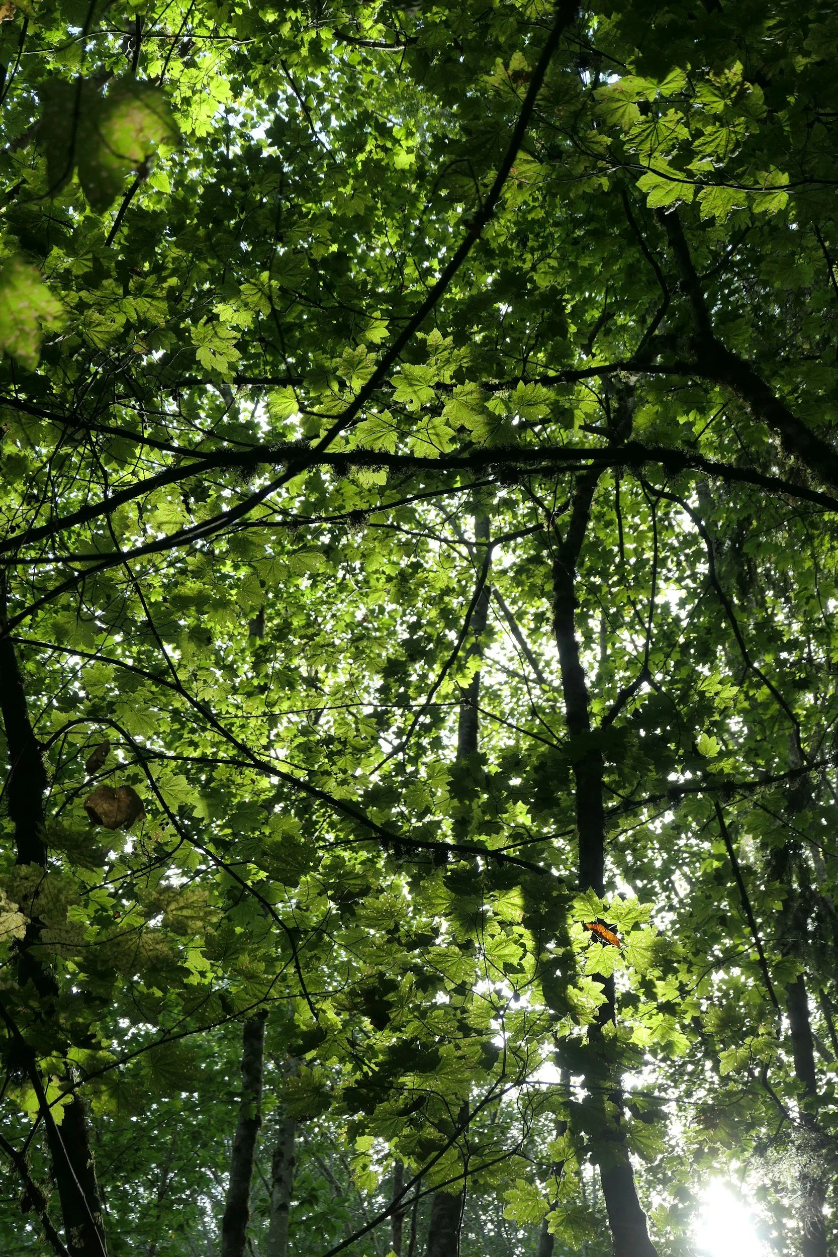 View of tree tops from below
