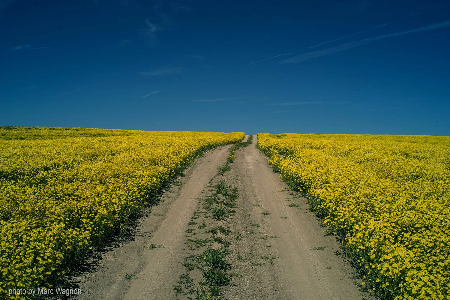 Field of yellow flower in the Carrizo Plain in California