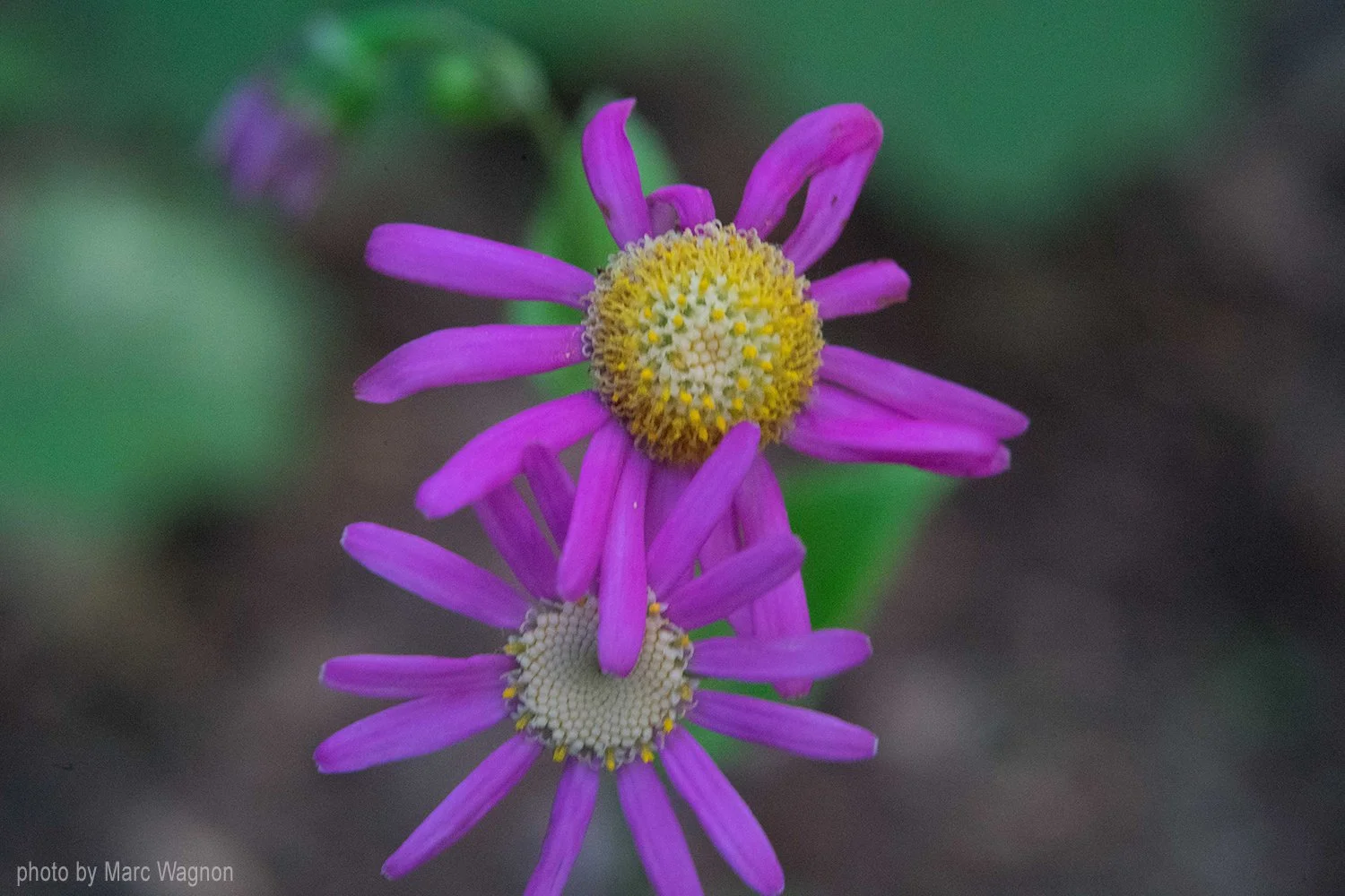 interesting purple flower on the Island of Tenerife Spain