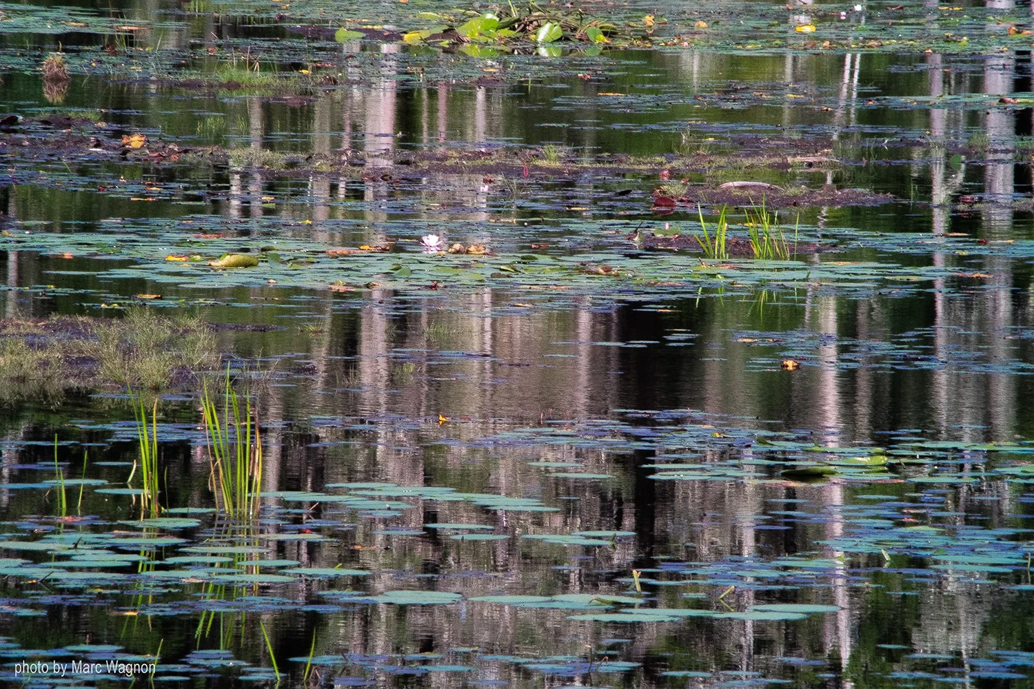 Marsh in Maine