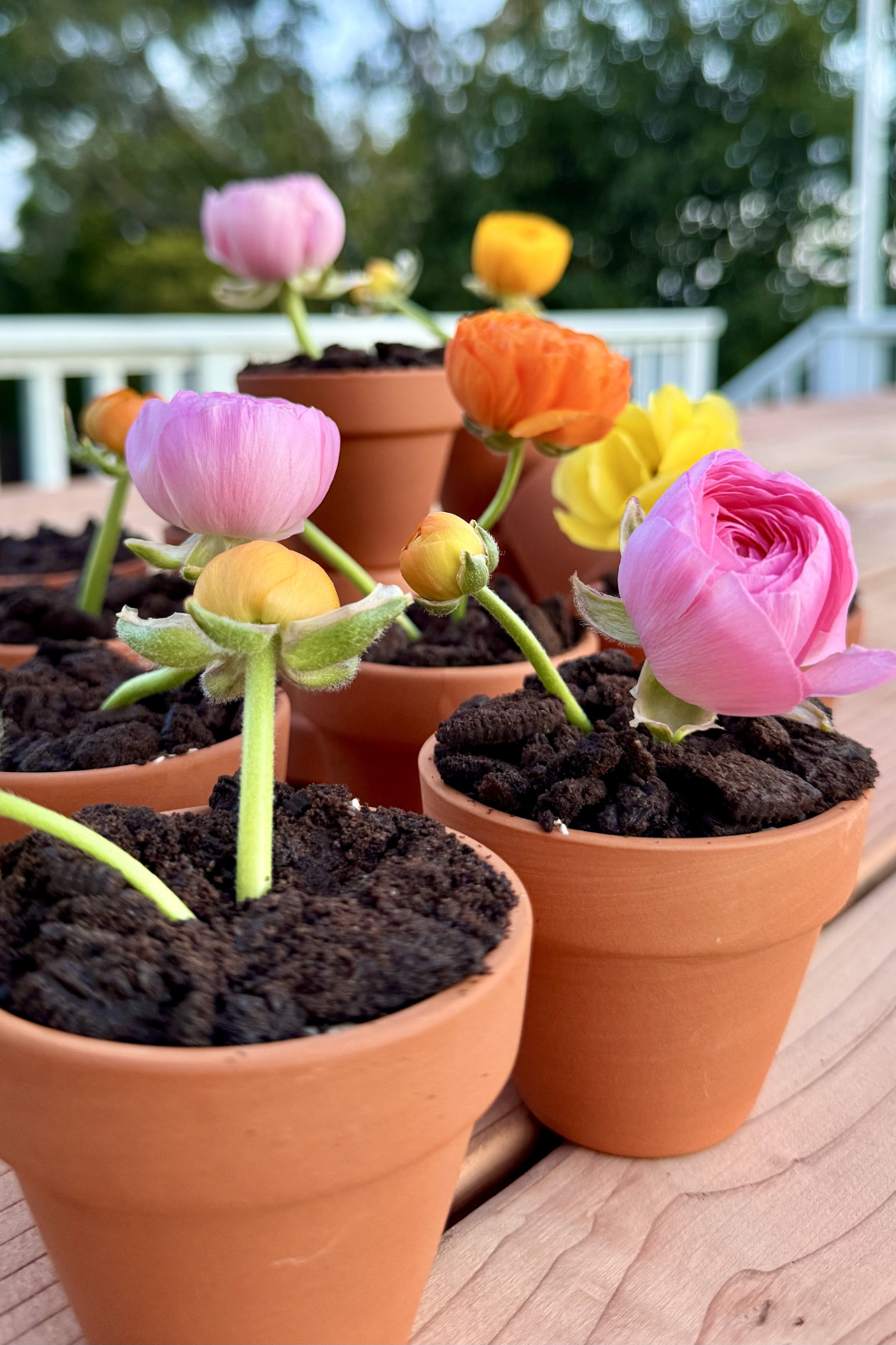 Dirt Cake in Mini Terracotta Pots