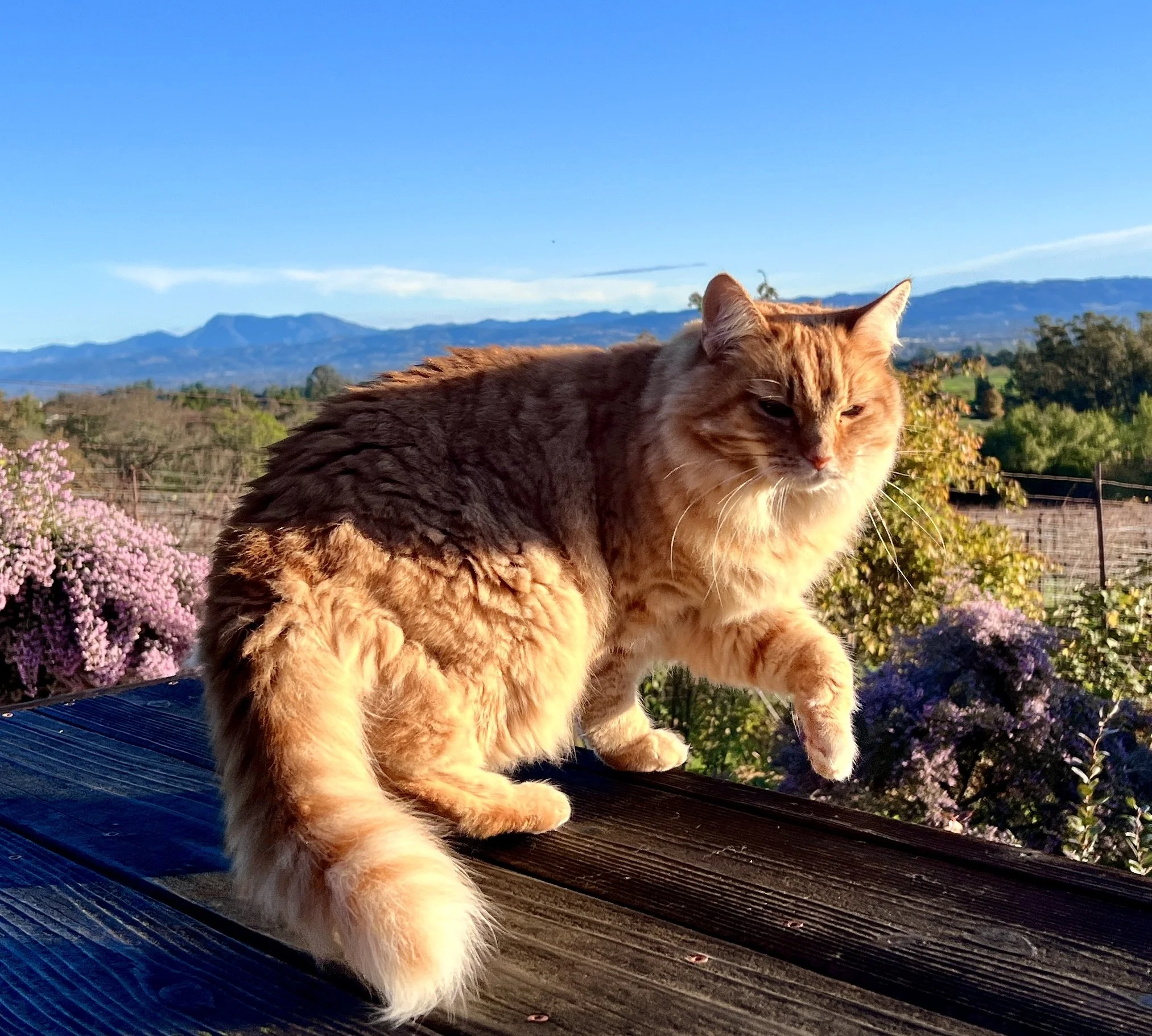 Our regenerative land stewardship practices yield an abundance of food and biodiversity