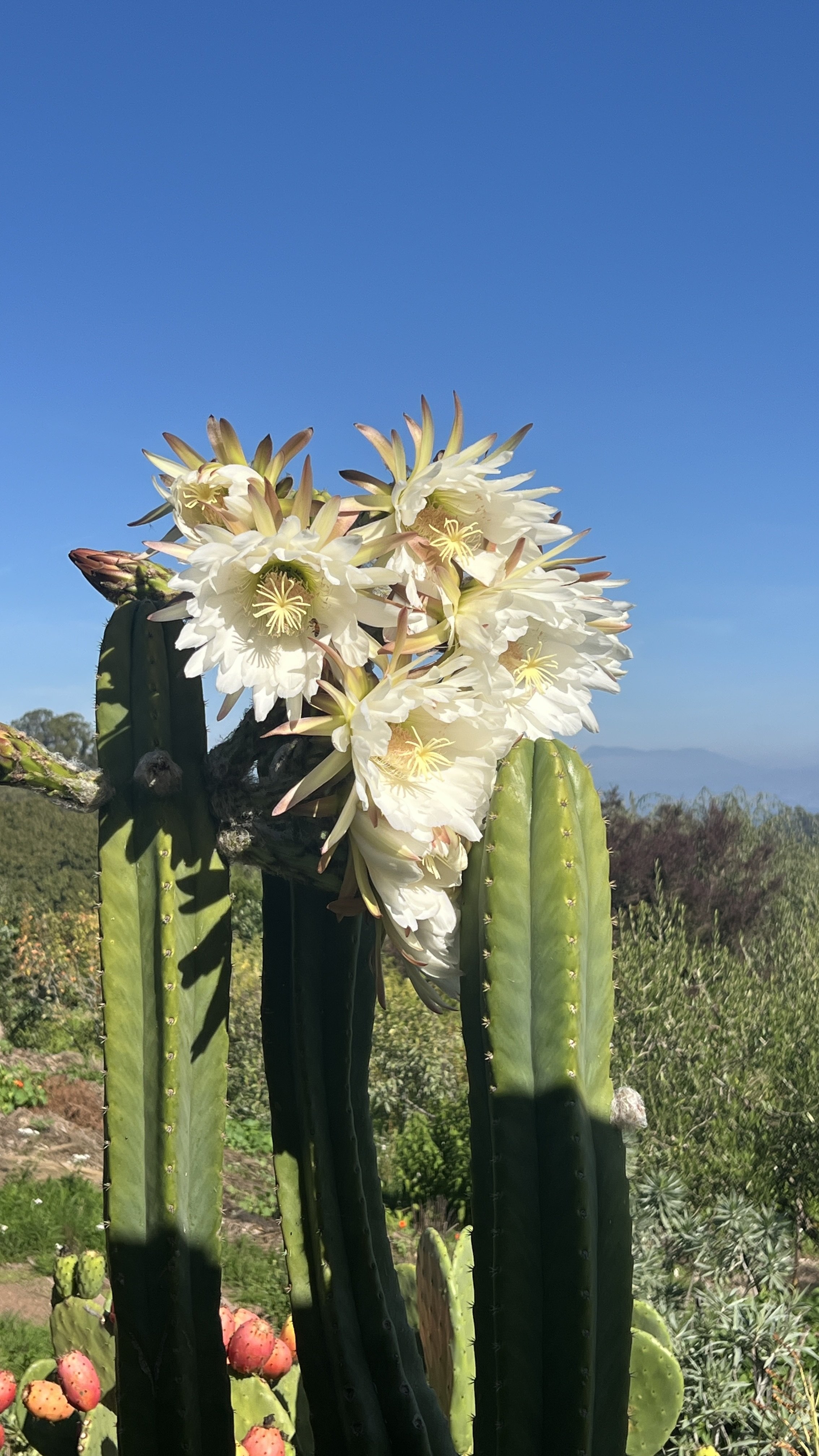 Regenerative gardening offers an diverse array of inputs for value-added producers