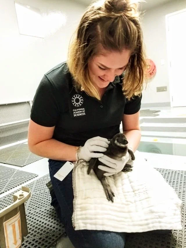 A woman with shoulder-length brown hair wearing a black polo shirt with the logo 'California Academy of Sciences' is holding a small black and white animal, possibly a rodent or bird, on a towel in a laboratory or medical setting.