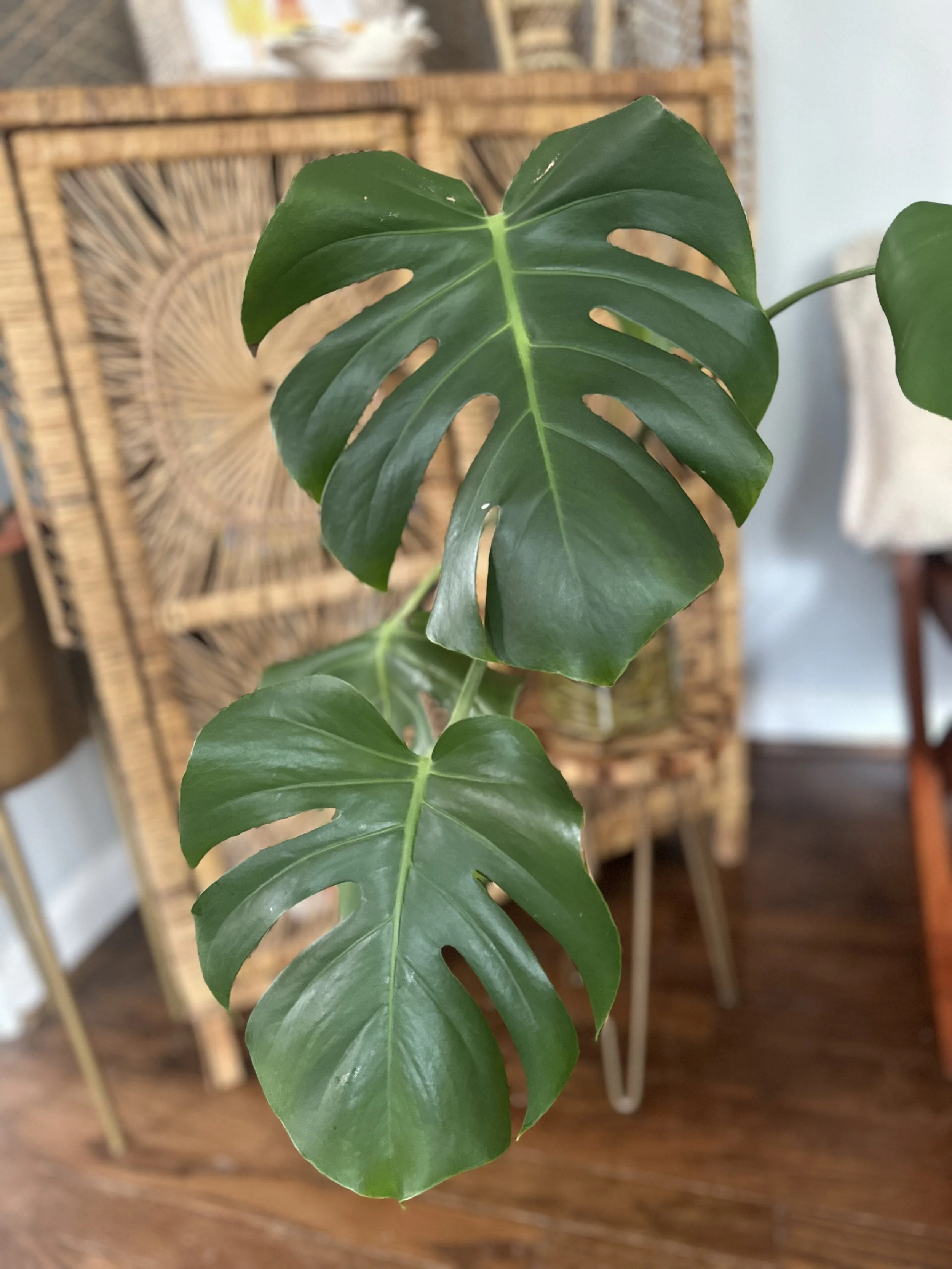 Close-up of two green Monstera leaves with characteristic splits, indoors with wicker furniture in the background.