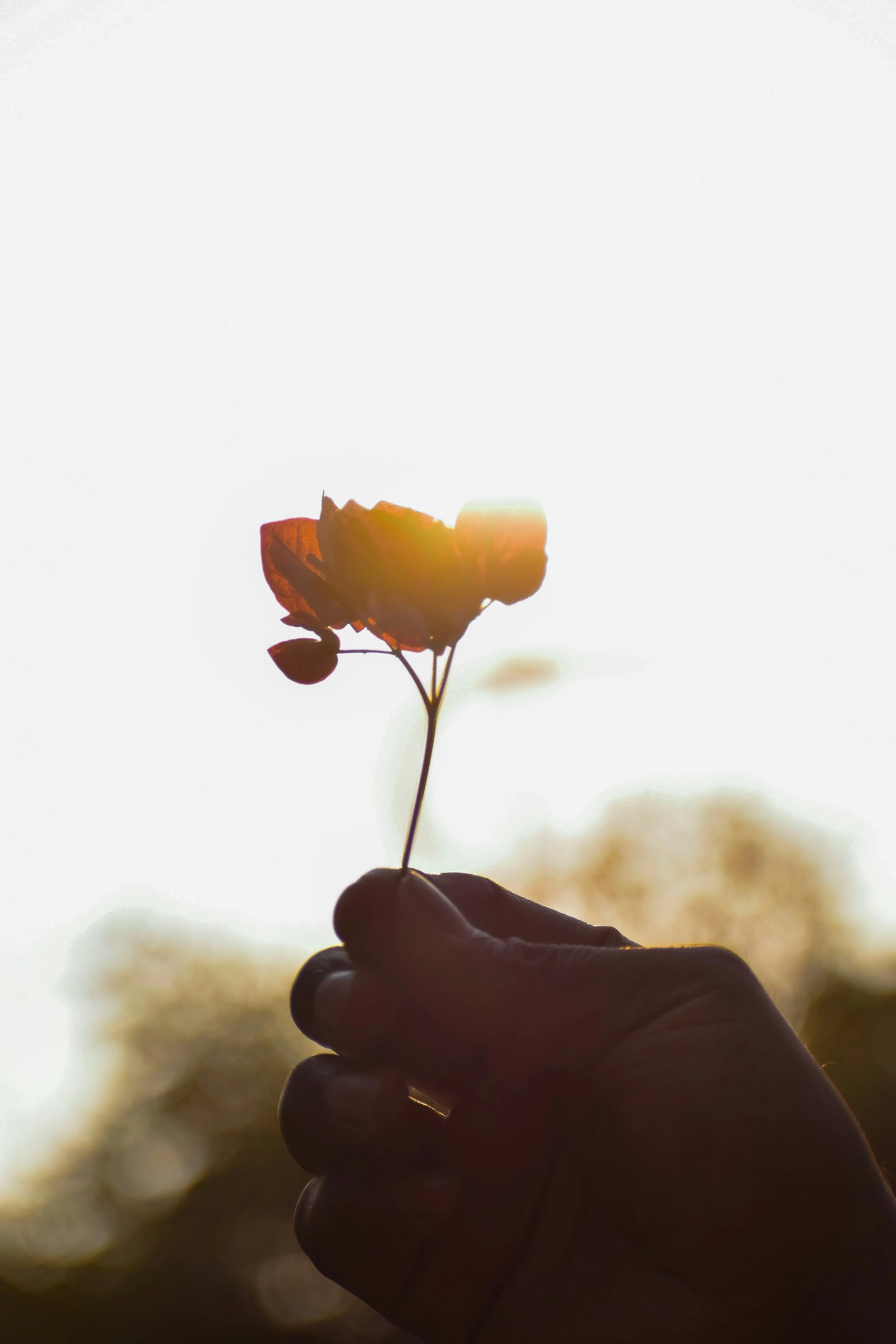 Somatic therapy session environment calm therapeutic space