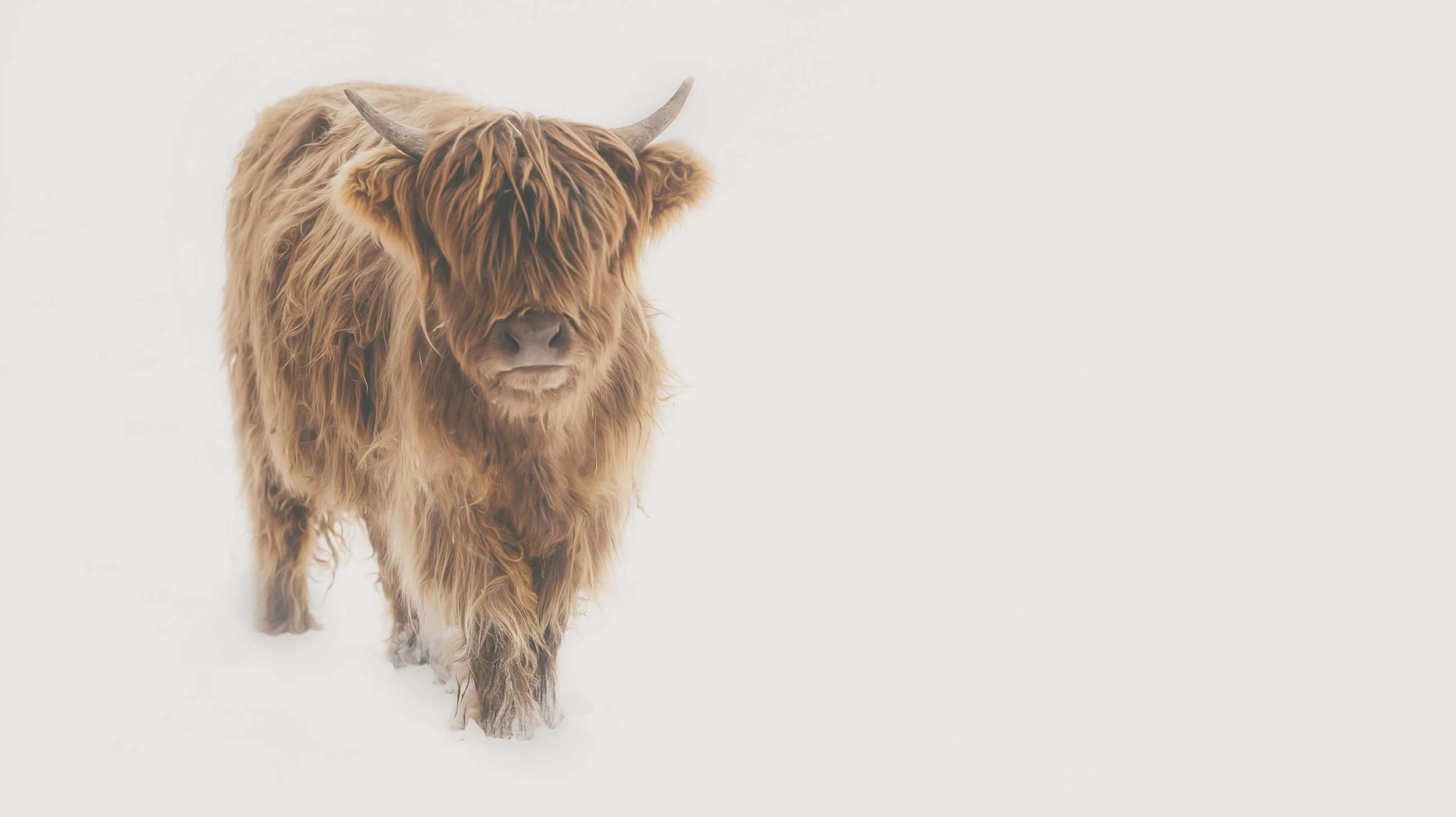 A brown Highland cow standing on snow with a pale background.