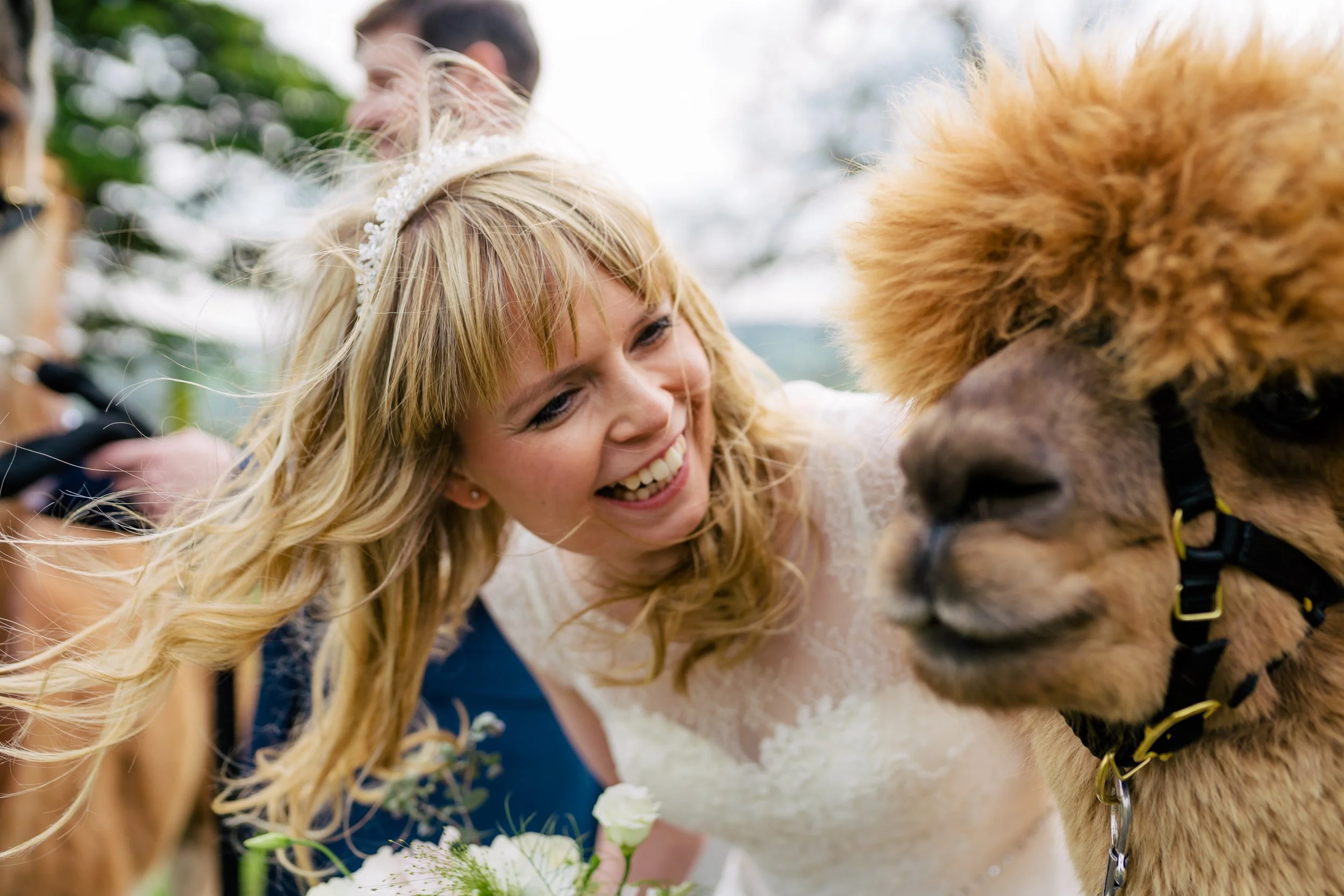 A woman wearing a wedding dress and tiara is smiling and leaning towards an alpaca, which has a fluffy brown coat and a black halter, during an outdoor wedding celebration.