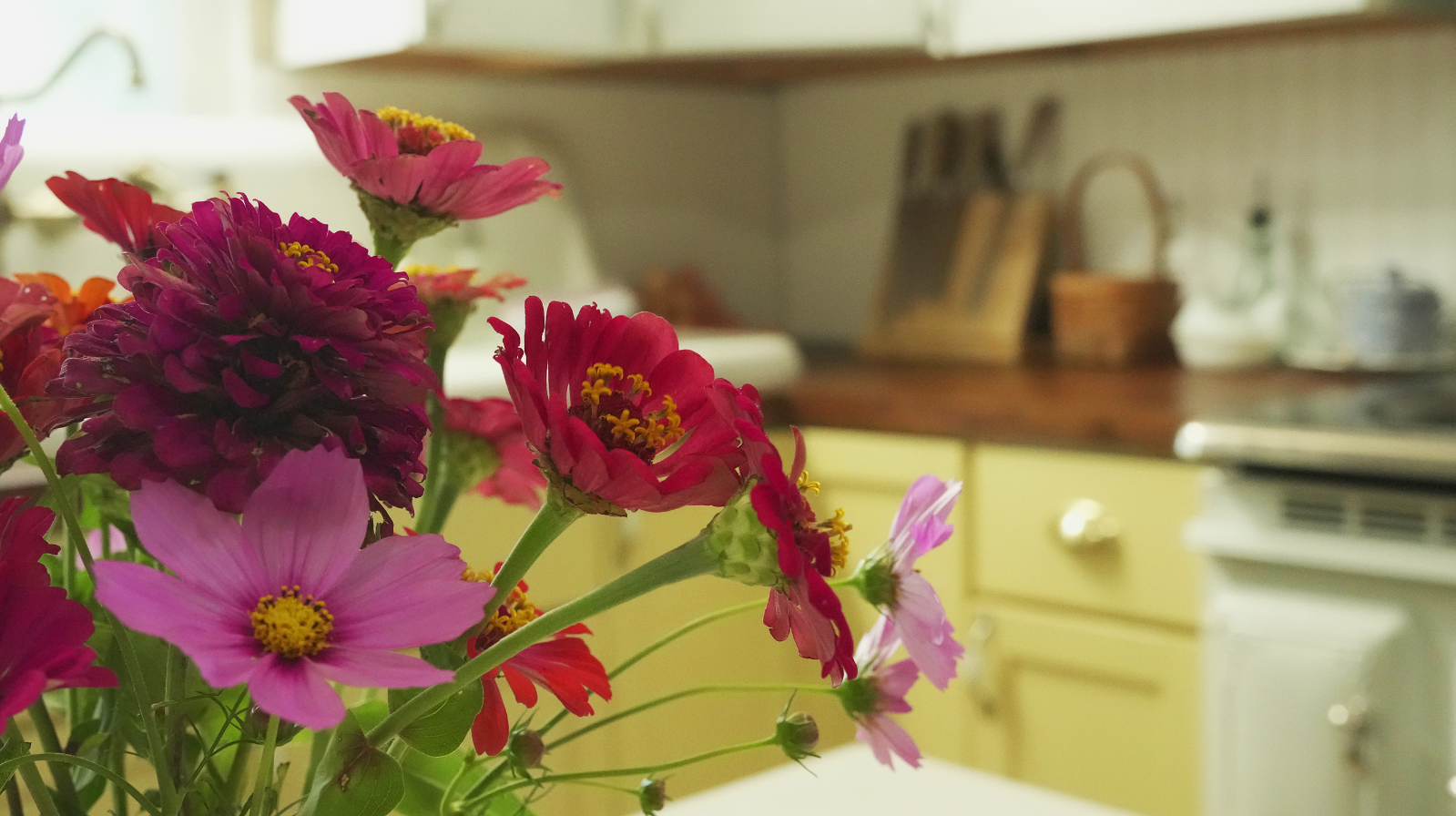 farm raised zinnias in yellow farmhouse kitchen