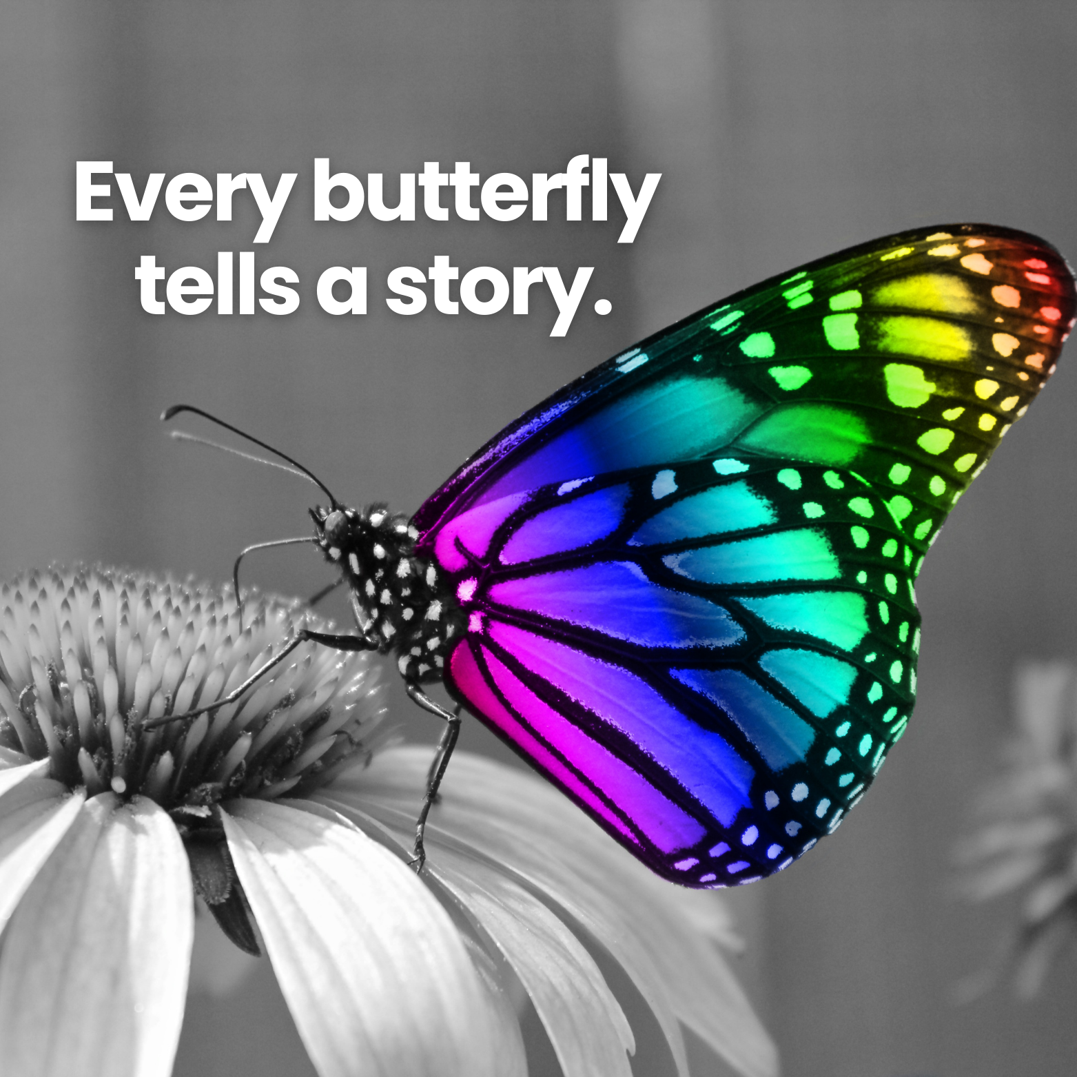 A butterfly with rainbow-colored wings on a grayscale flower with text 'Every butterfly tells a story'.