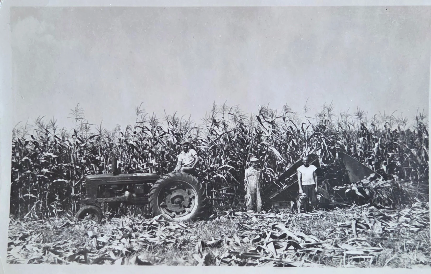 Black and white photo of three men in a cornfield with a tractor and a harvesting machine, mid-20th century.