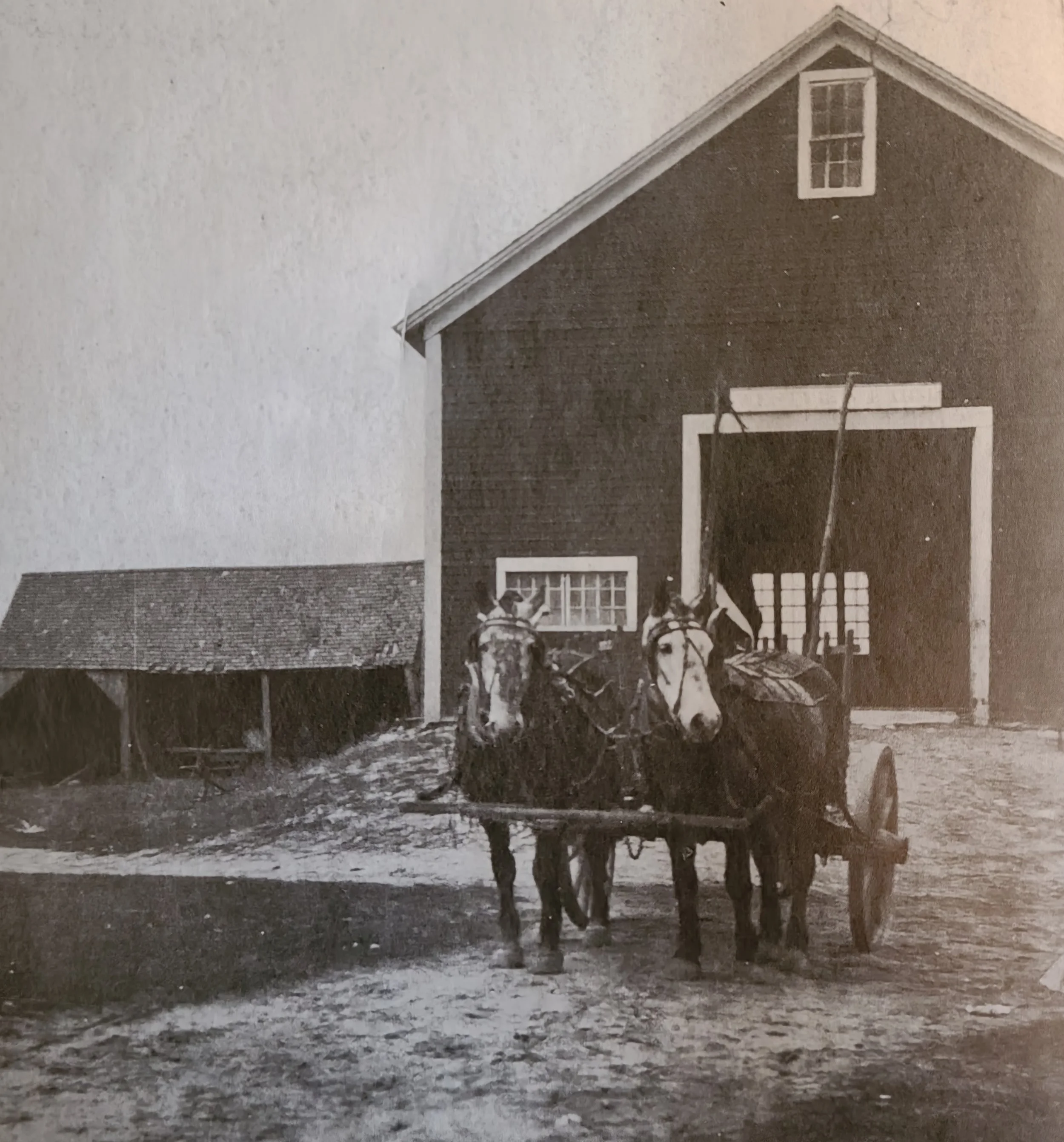 Black and white photo of two horses hitched to a cart in front of a barn.