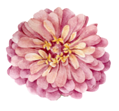 A pink flower with layered petals and yellow stamens.