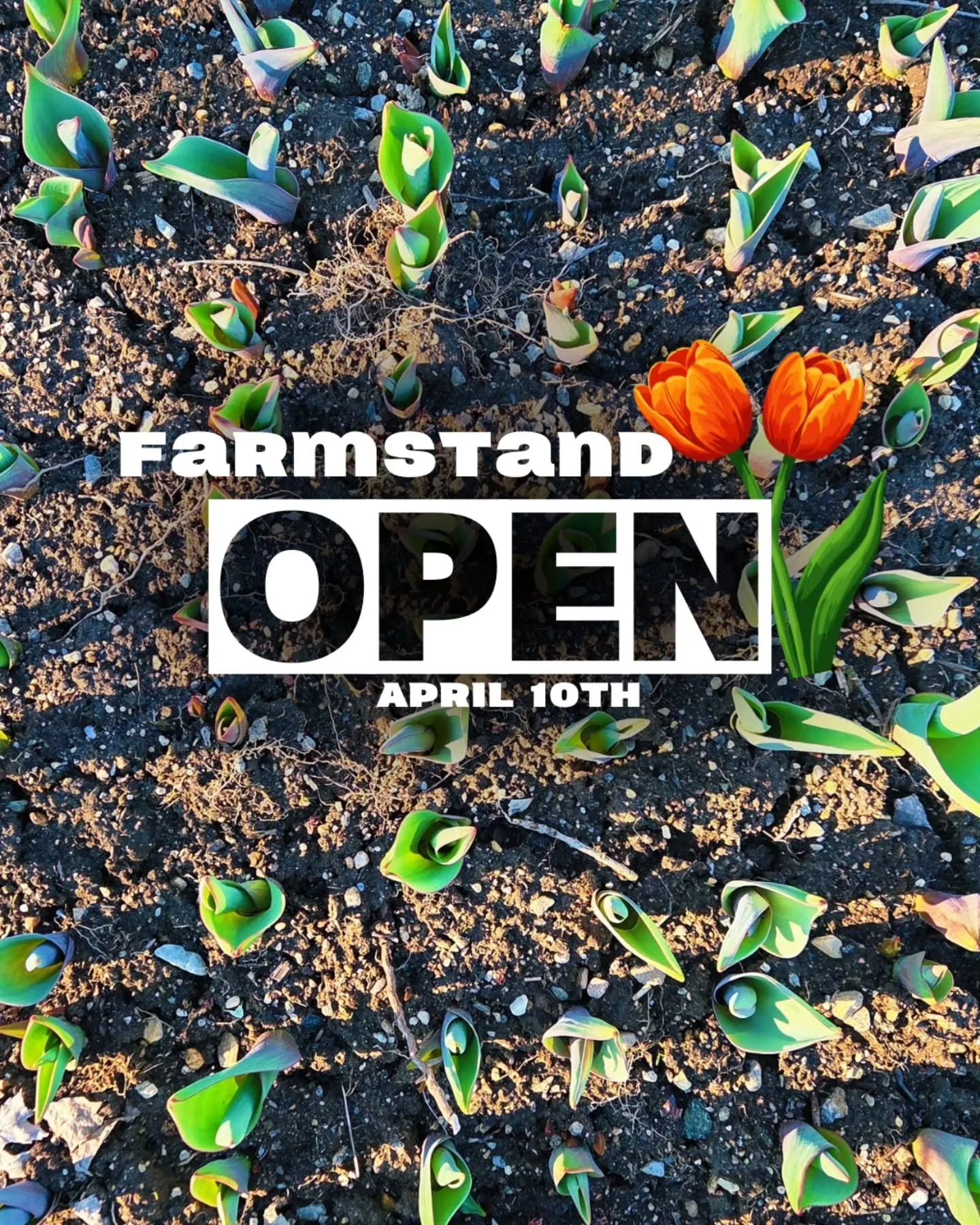 Spring is slowly waking up on the farm and we're opening the doors of the Farmstand - two months earlier than usual!

You'll find our beef, eggs and select goods out at the stand these next few weeks, with spinach, baby greens and tulip bunches not t