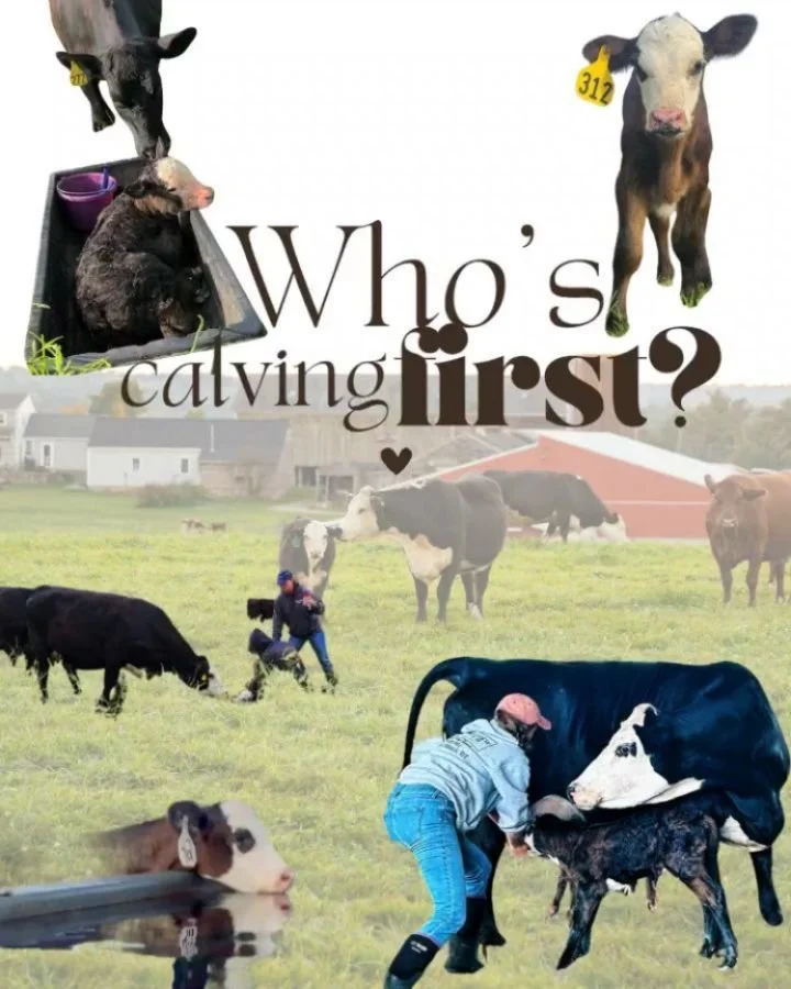 Alright all, you know what this means...

Calving season is almost here!!

Get your guesses in, and you could win bragging rights and some farm goodies.