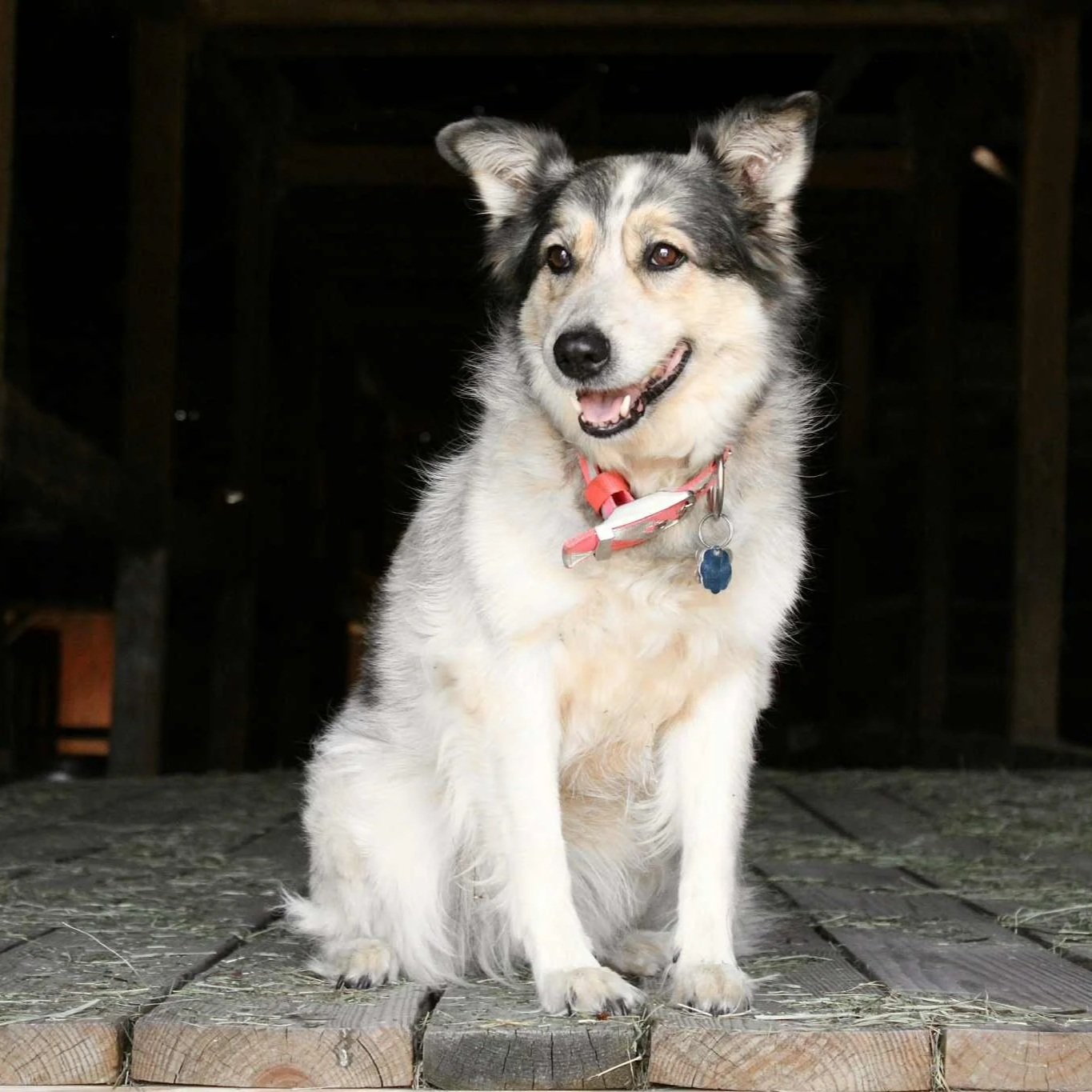 A happy Border Collie mix dog sitting on a wooden deck with dark background.