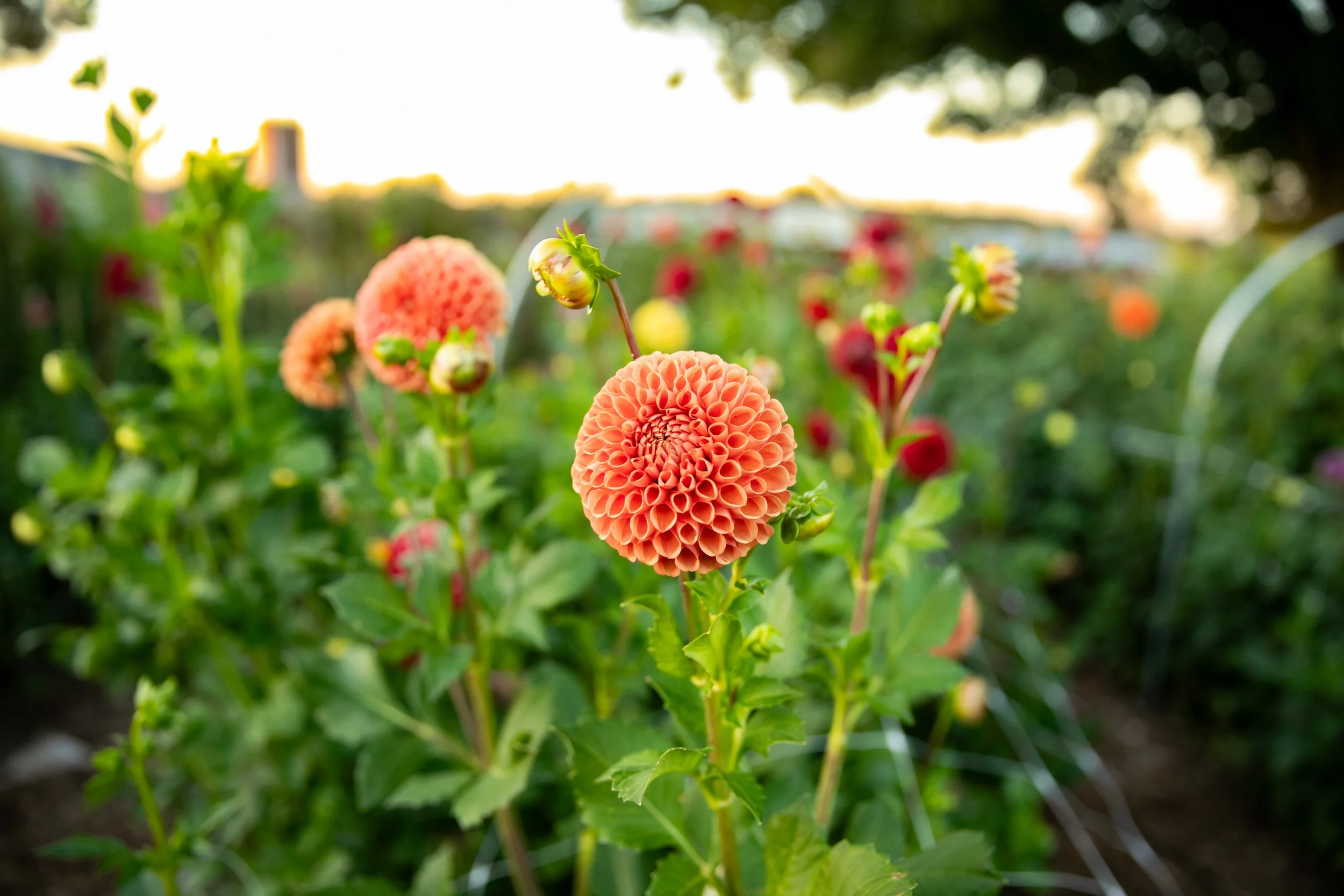 Close-up of orange dahlias blooming in a garden with sunlight in the background.