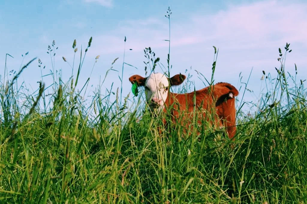 A young calf with a white face and reddish-brown body standing in tall green grass under a blue sky.
