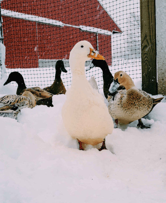 A group of ducks standing on snow outside a fenced enclosure, with a red barn in the background.
