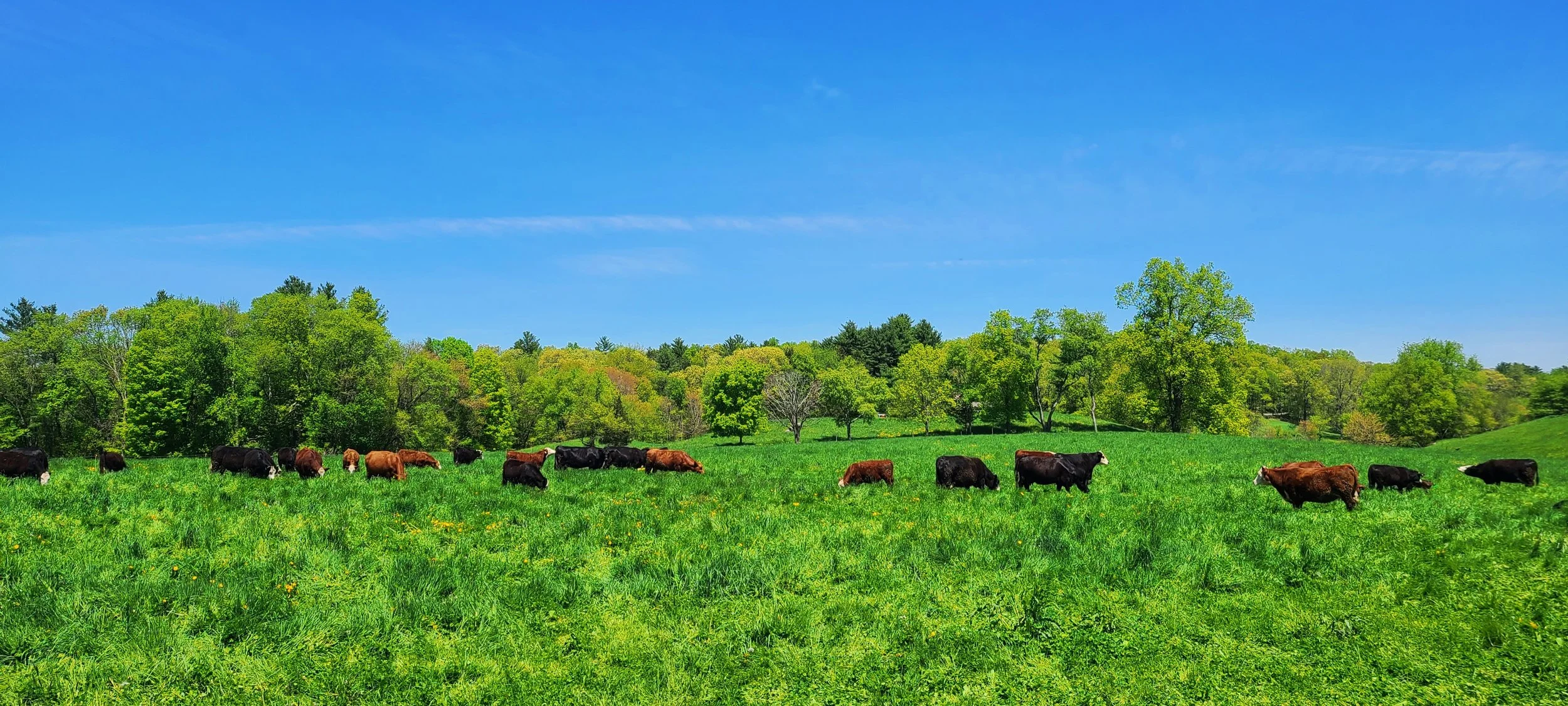 A green field with cows grazing under a bright blue sky and surrounded by trees.