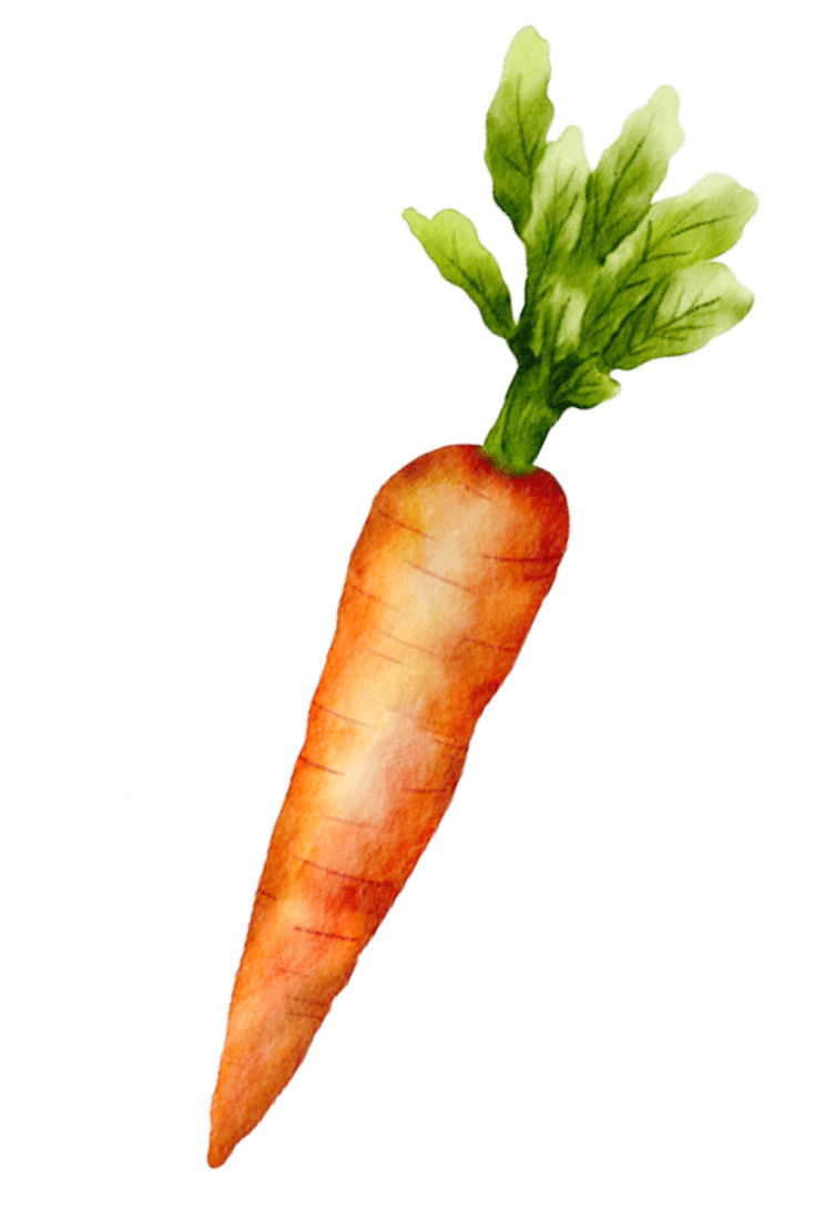 A realistic illustration of a carrot with green leafy tops.