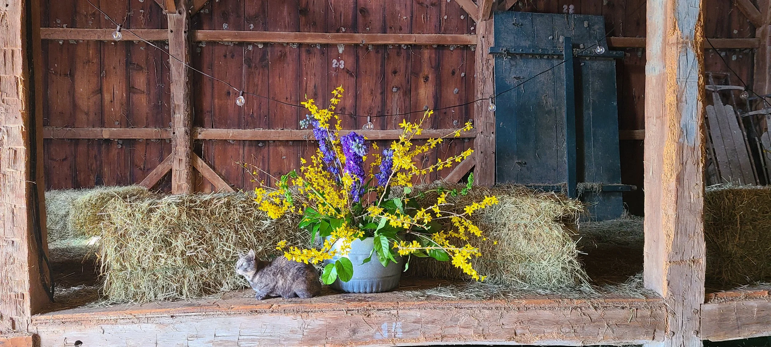 A small cat sitting on a hay bale in front of a large floral arrangement with purple and yellow flowers in a gray pot, inside a rustic wooden barn with string lights hanging overhead.