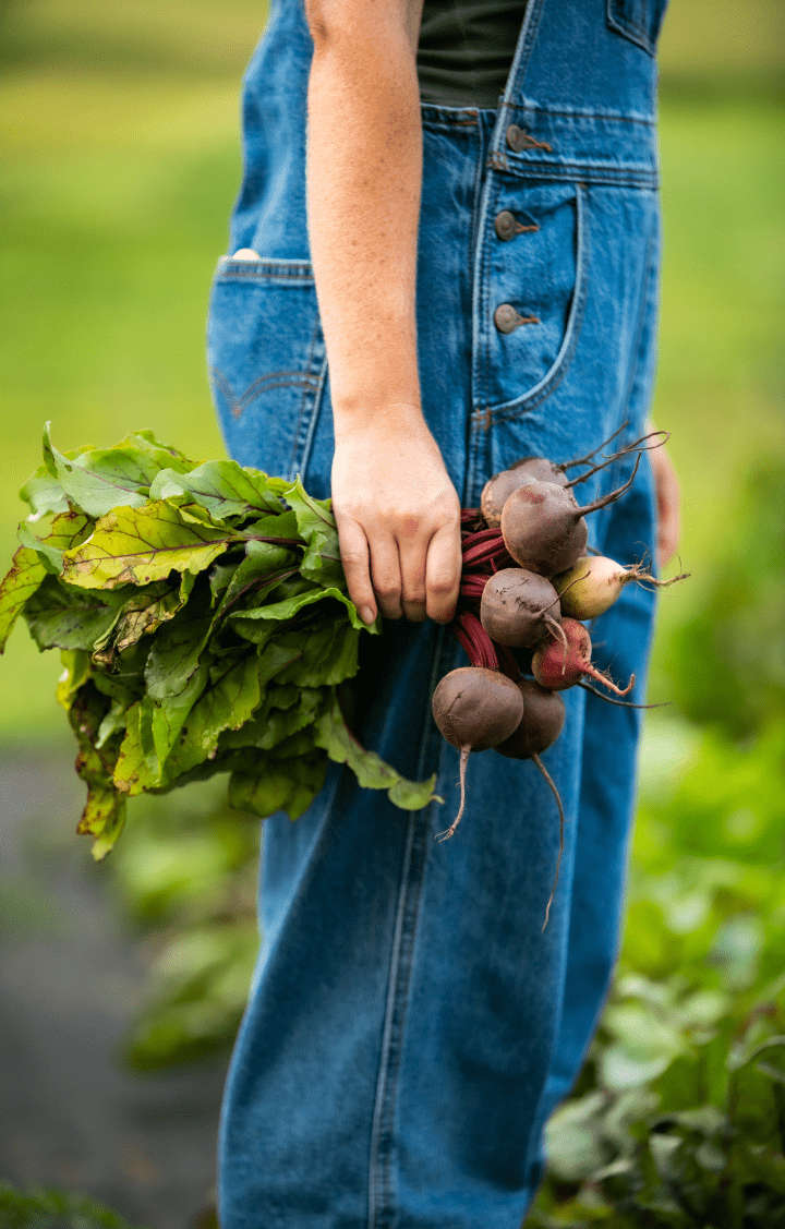 Person holding freshly harvested beets in the garden at Westview Farm.