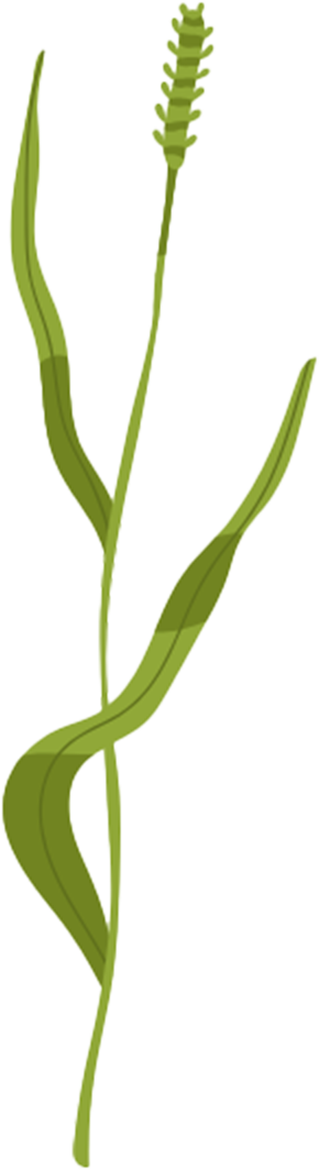 Illustration of a stalk of grass for hay production.