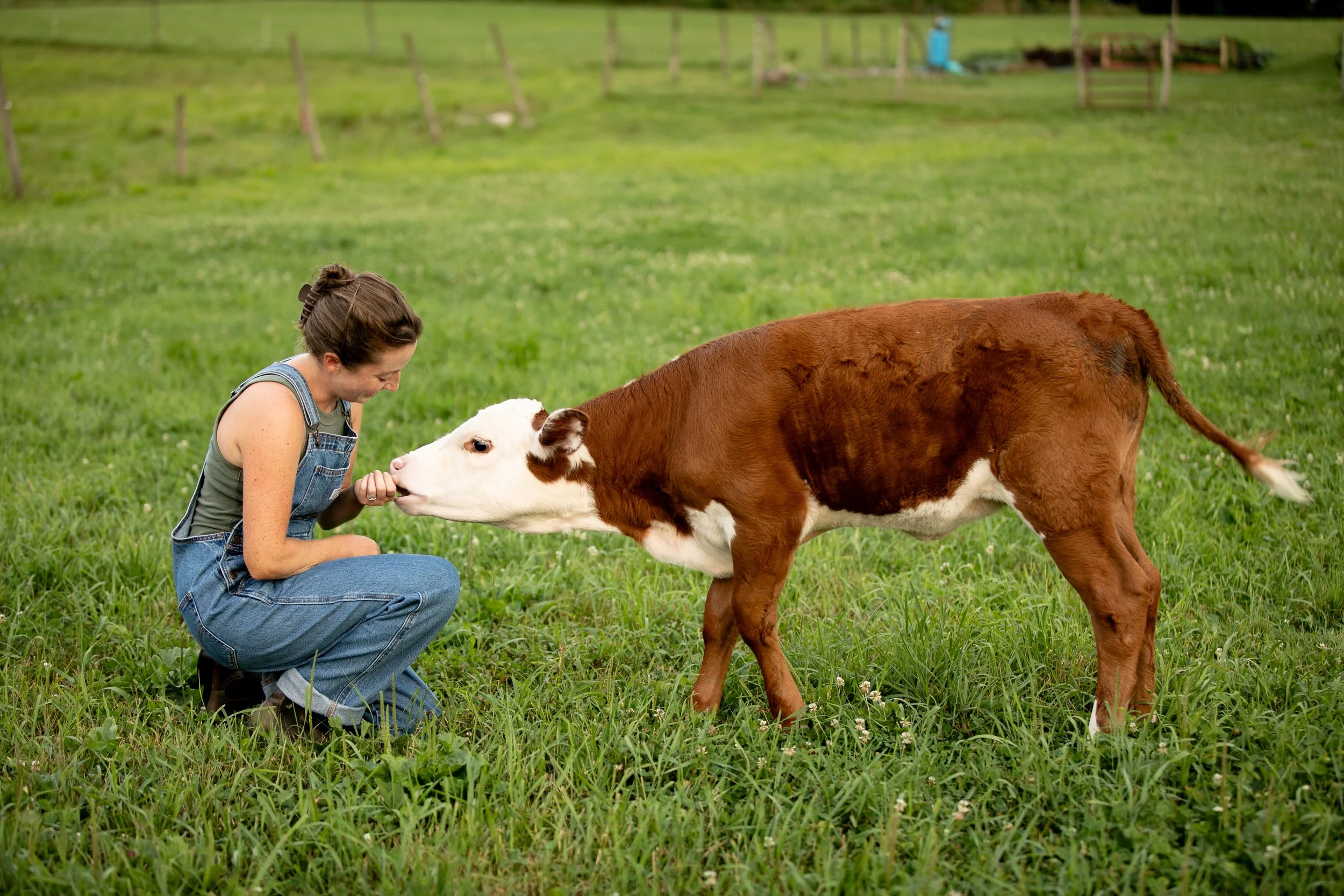 A woman in overalls kneeling in a green field, holding out her hand to a calf that is licking her face.