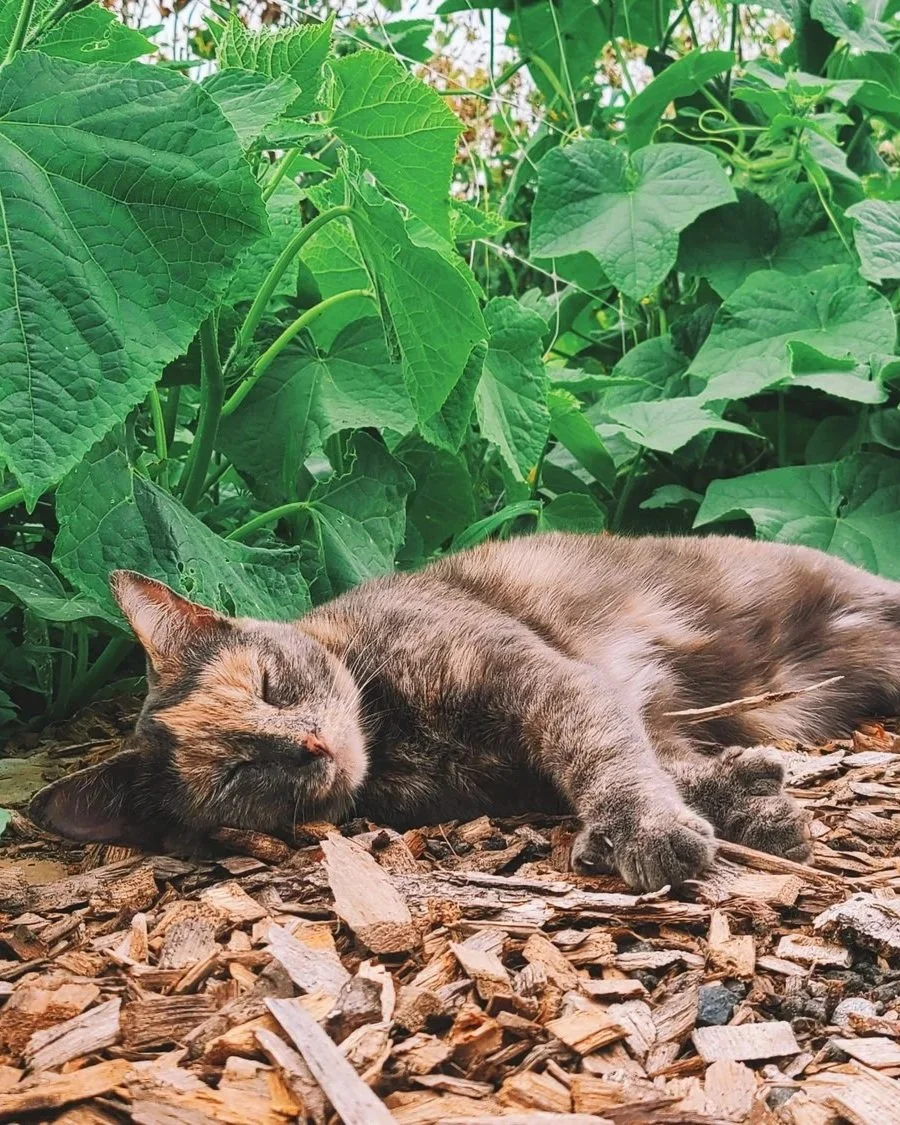 A calico cat sleeping on wood chips among large green leaves and plants.