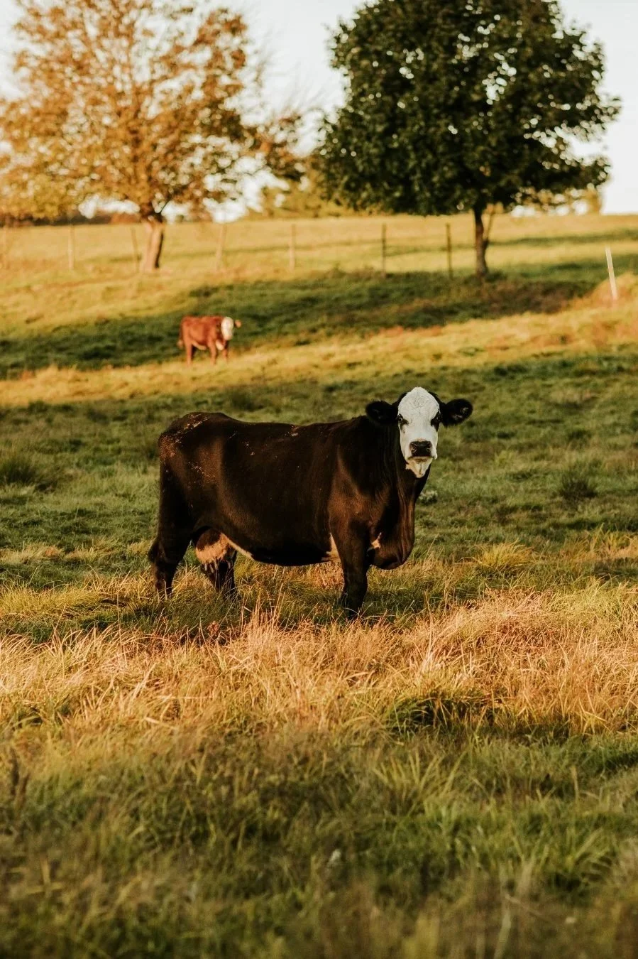 A black and white cow standing in a grassy field with another cow in the background near some trees.
