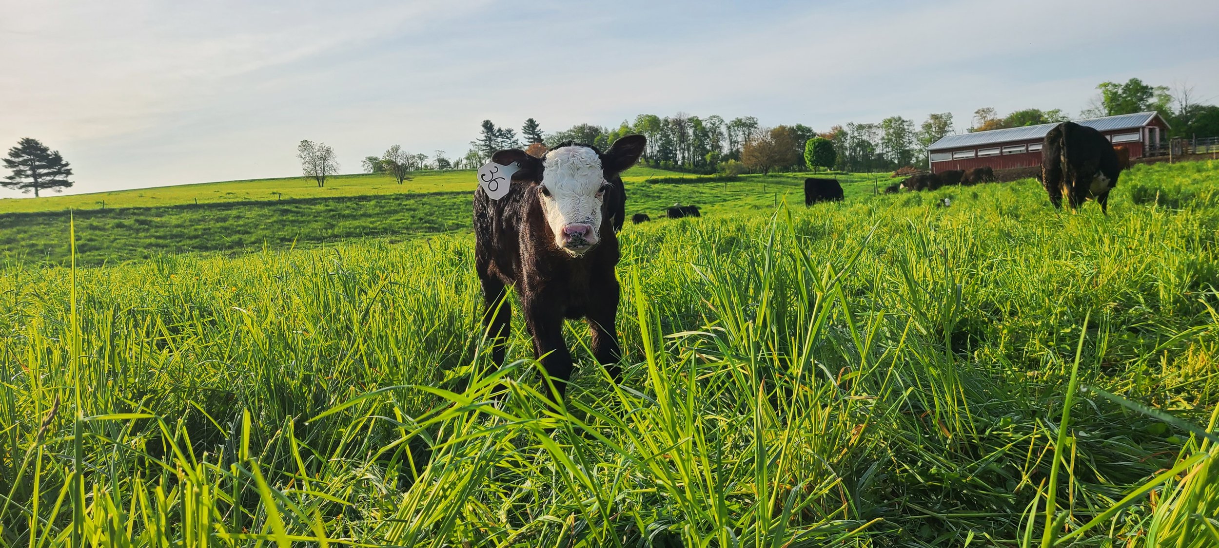 A black and white calf standing in tall green grass in a farm pasture, with a barn and other cows in the background, under a partly cloudy sky.