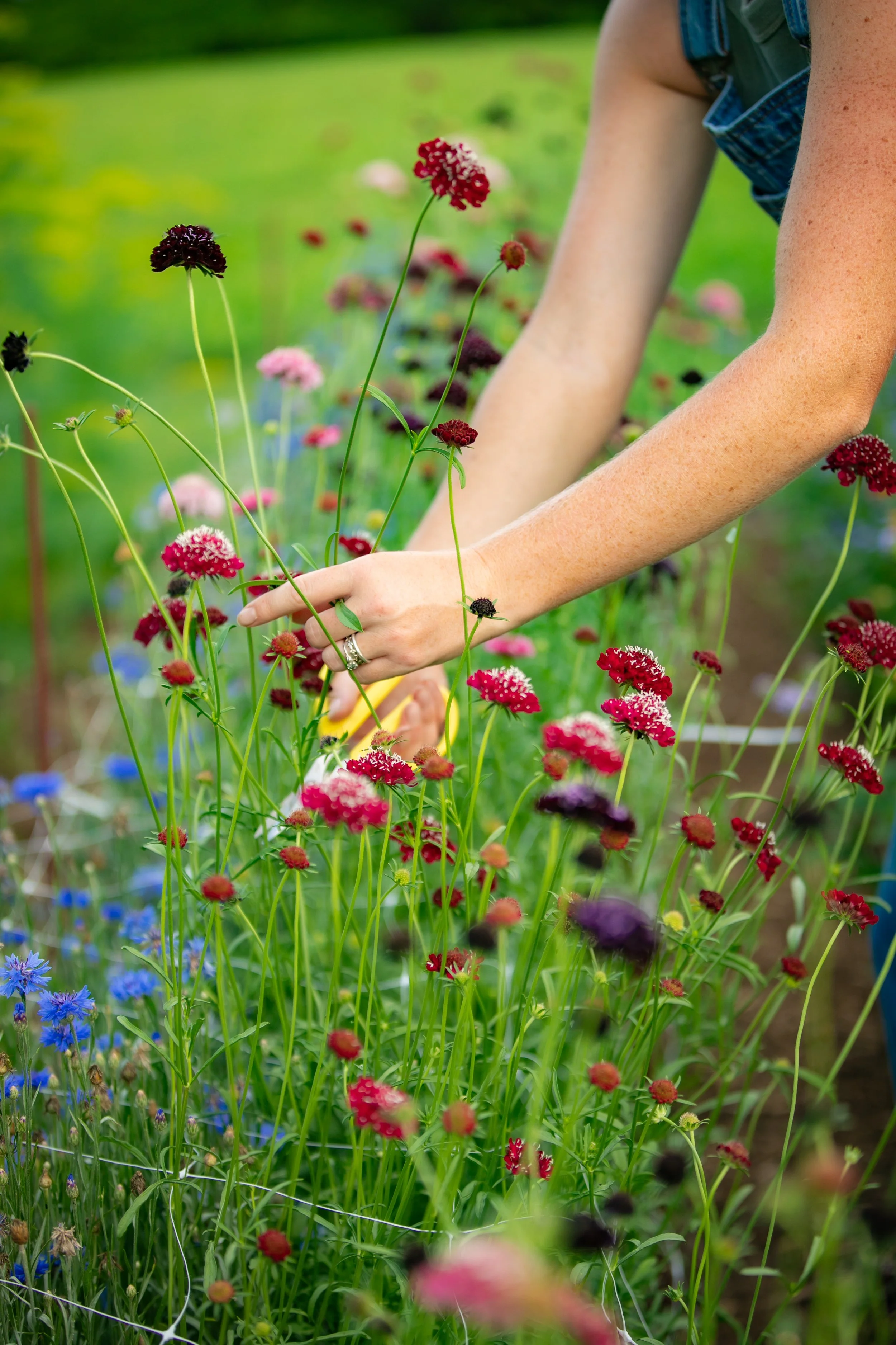 A person tending to a garden with colorful flowers, including pink, purple, and blue blooms at Westview Farm.