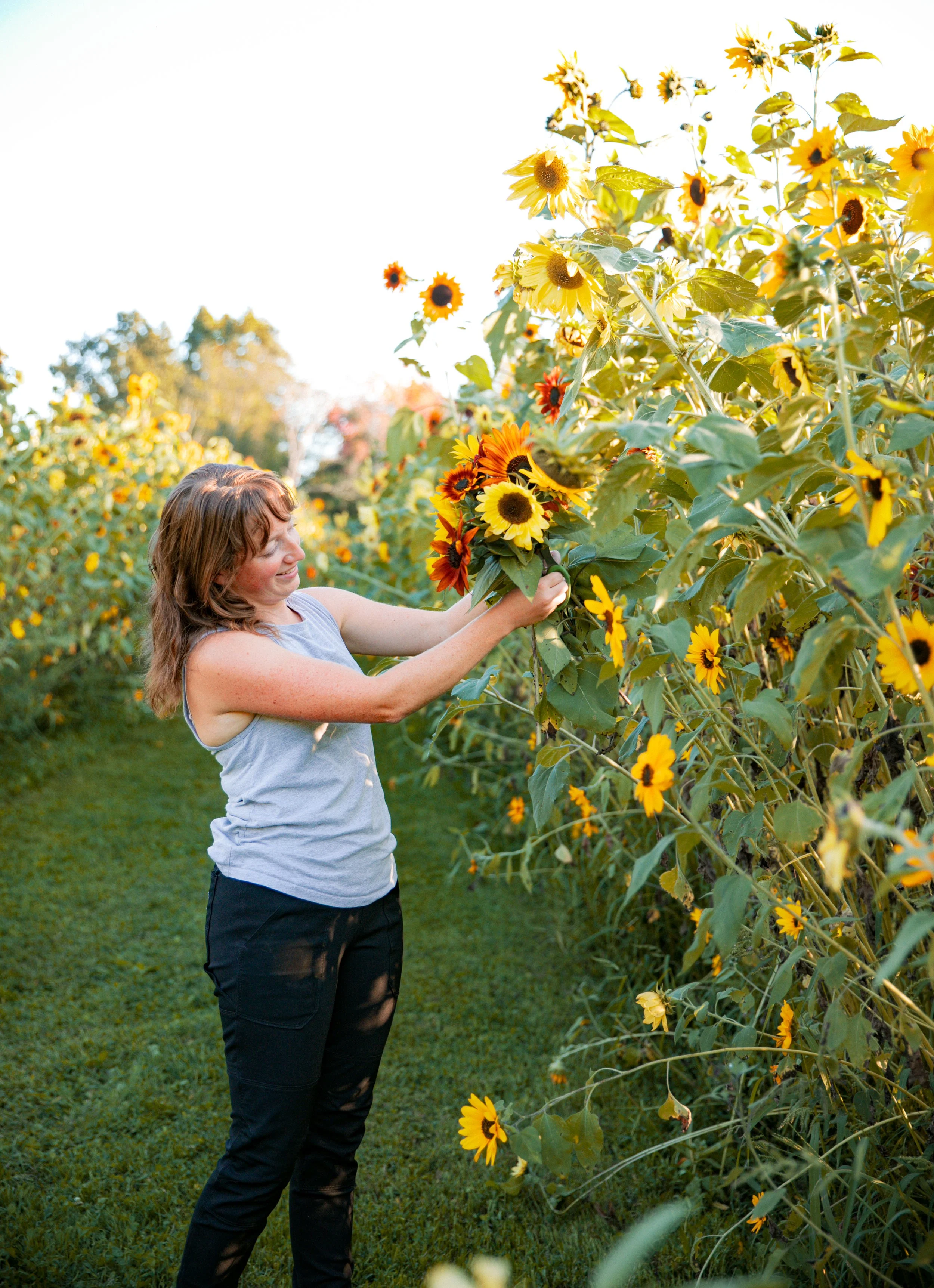 A woman picking sunflowers in a sunflower field