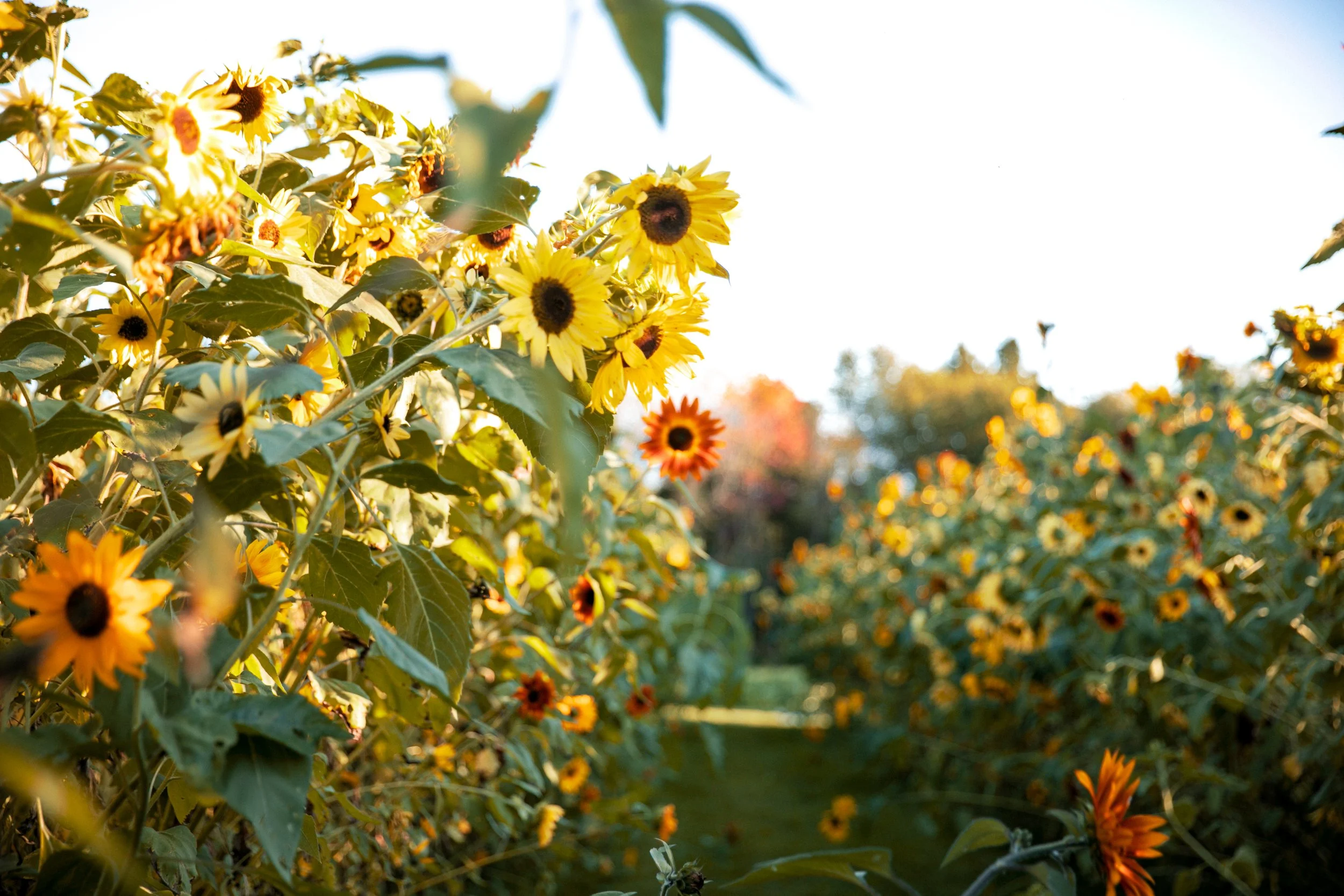 Sunflowers in a field with green leaves and a pathway, bathed in sunlight, under a clear sky.