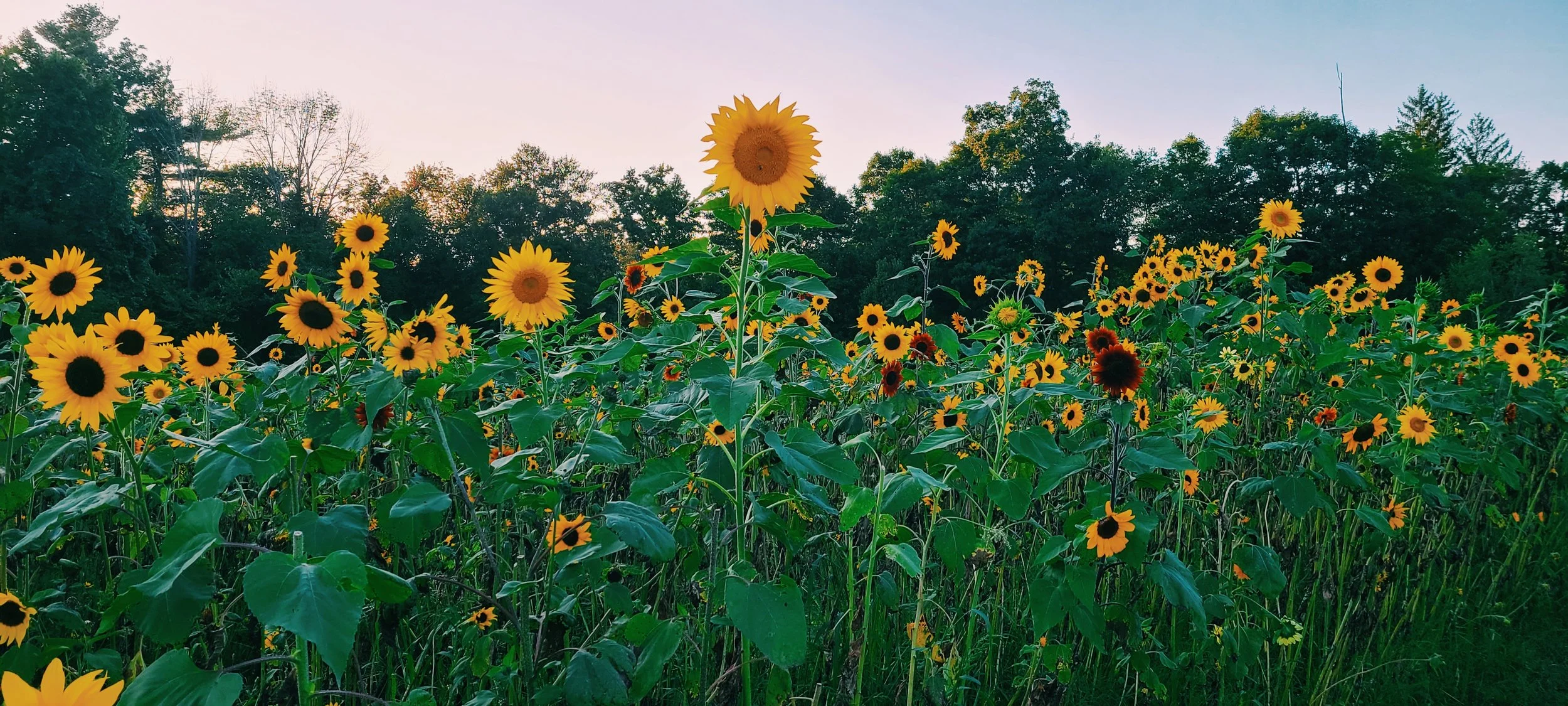 A field of blooming sunflowers with green leaves, set against a backdrop of trees and a pale sky at dusk or dawn.