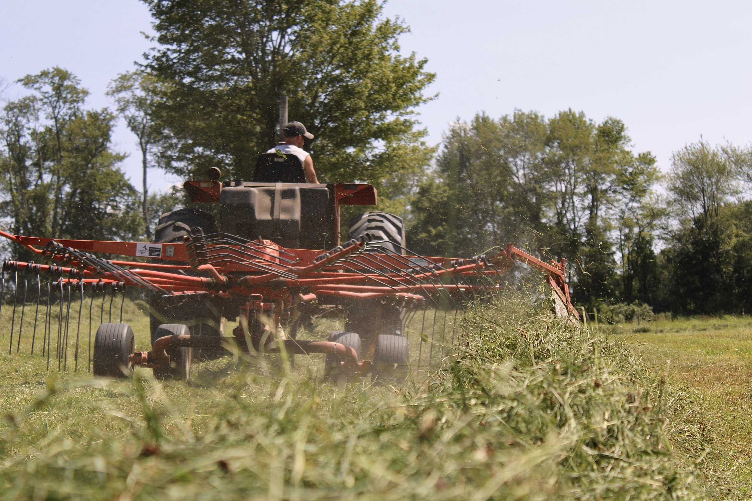 A person operating a red hay rake in a field, with trees and clear sky in the background.