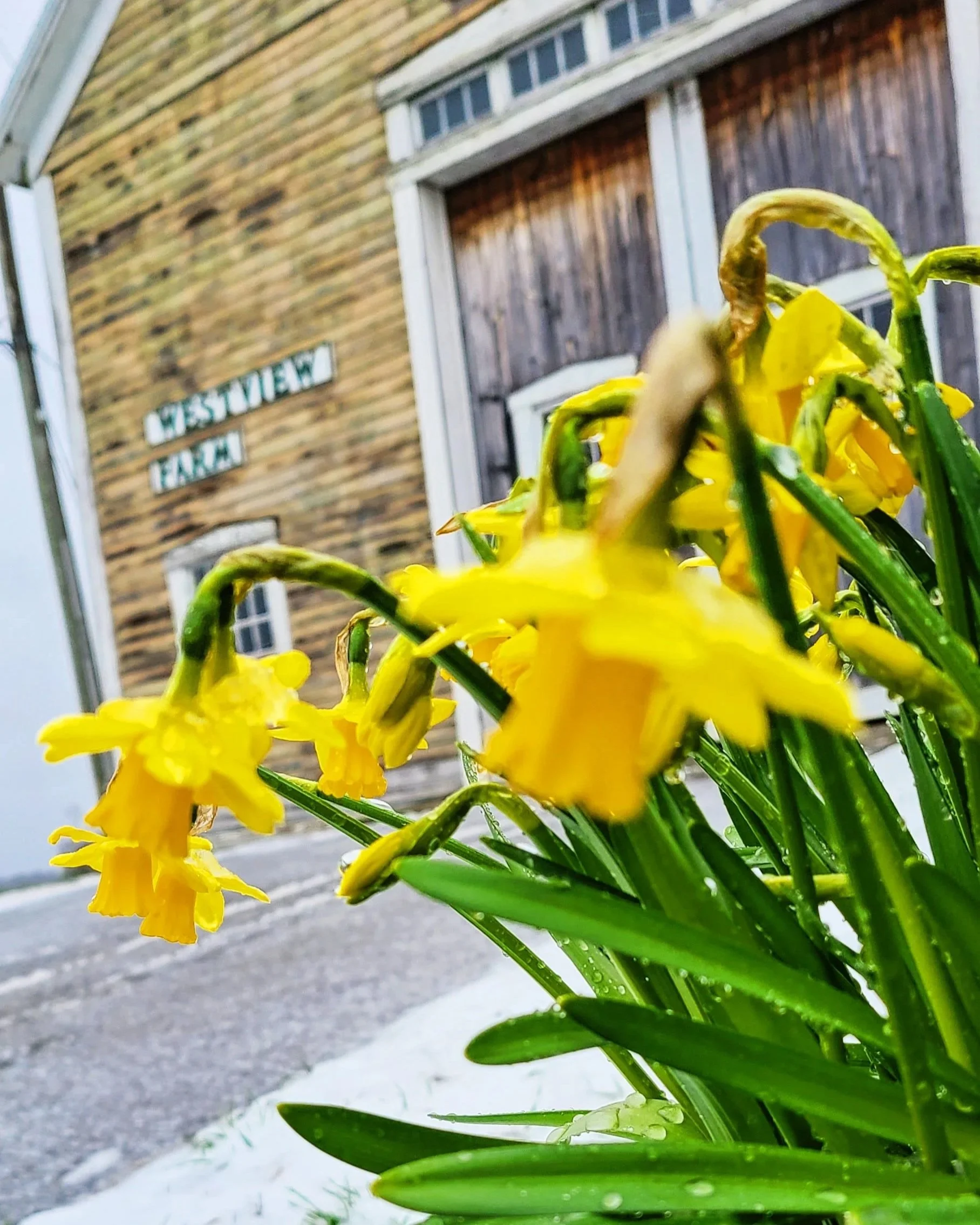 Close-up of yellow daffodil flowers with green leaves in front of a barn with a sign reading 'Westmead Farm.'