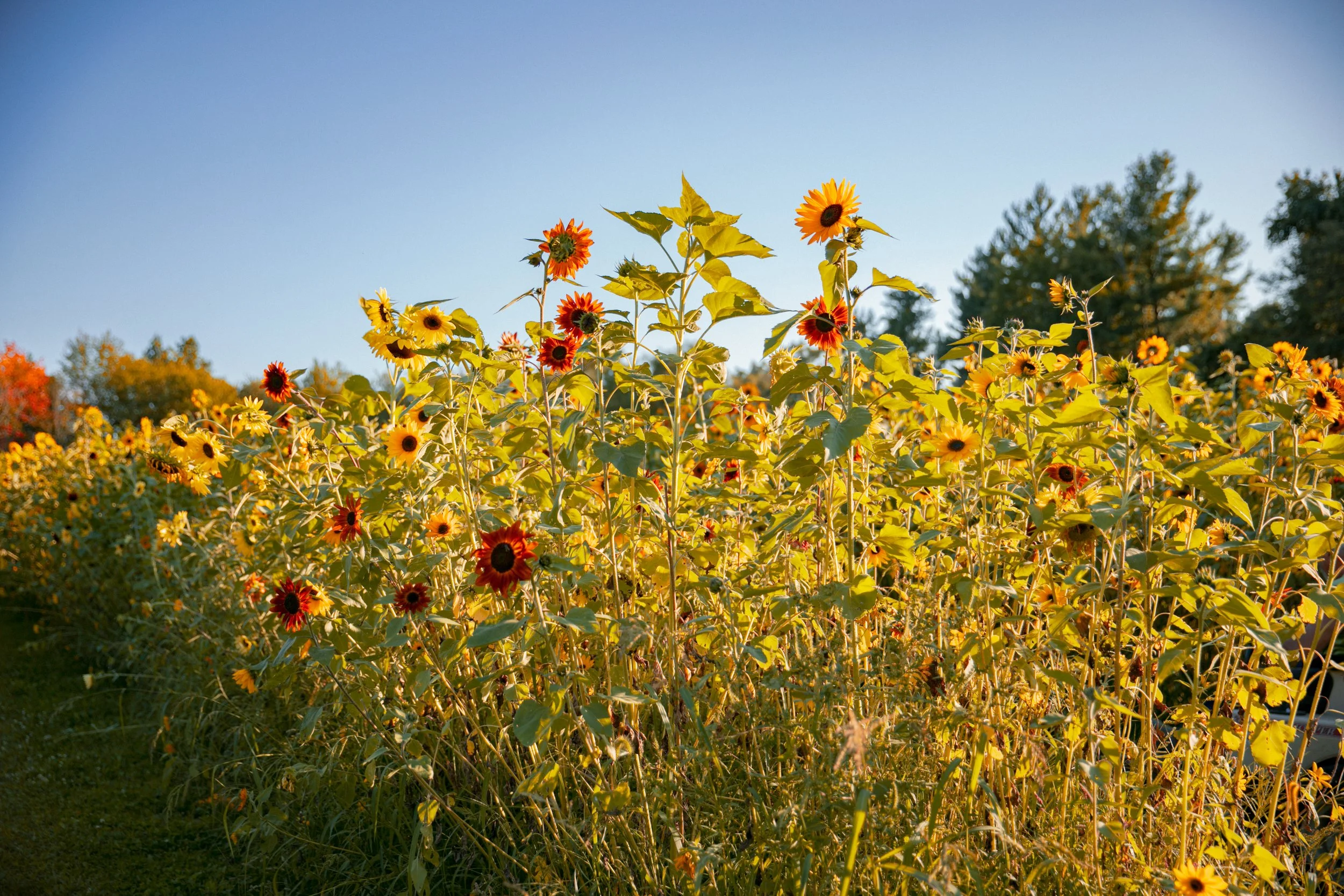 Field of blooming sunflowers with green leaves under a clear blue sky.