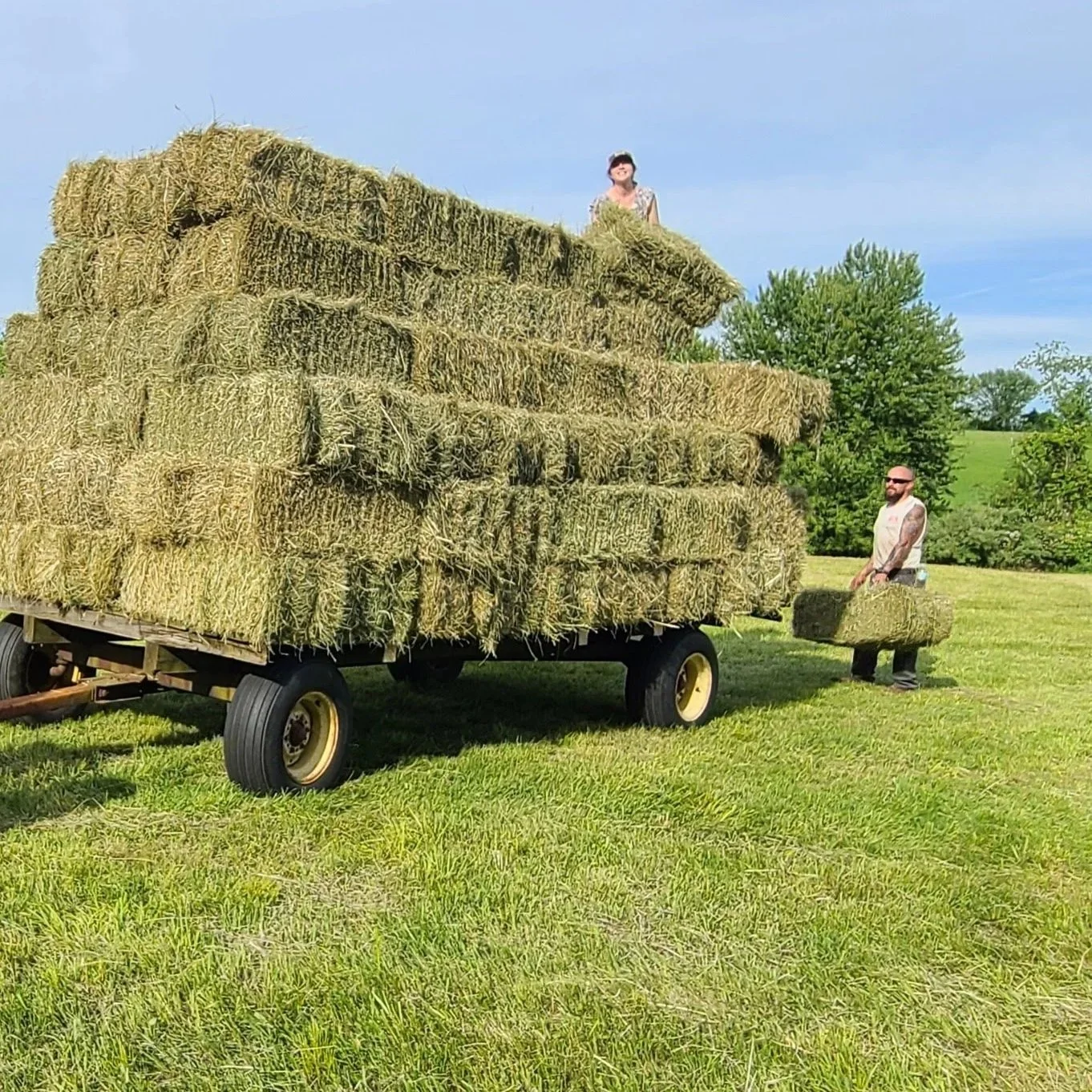 Two people stacking hay bales onto a trailer in a field under a clear blue sky, with trees in the background.