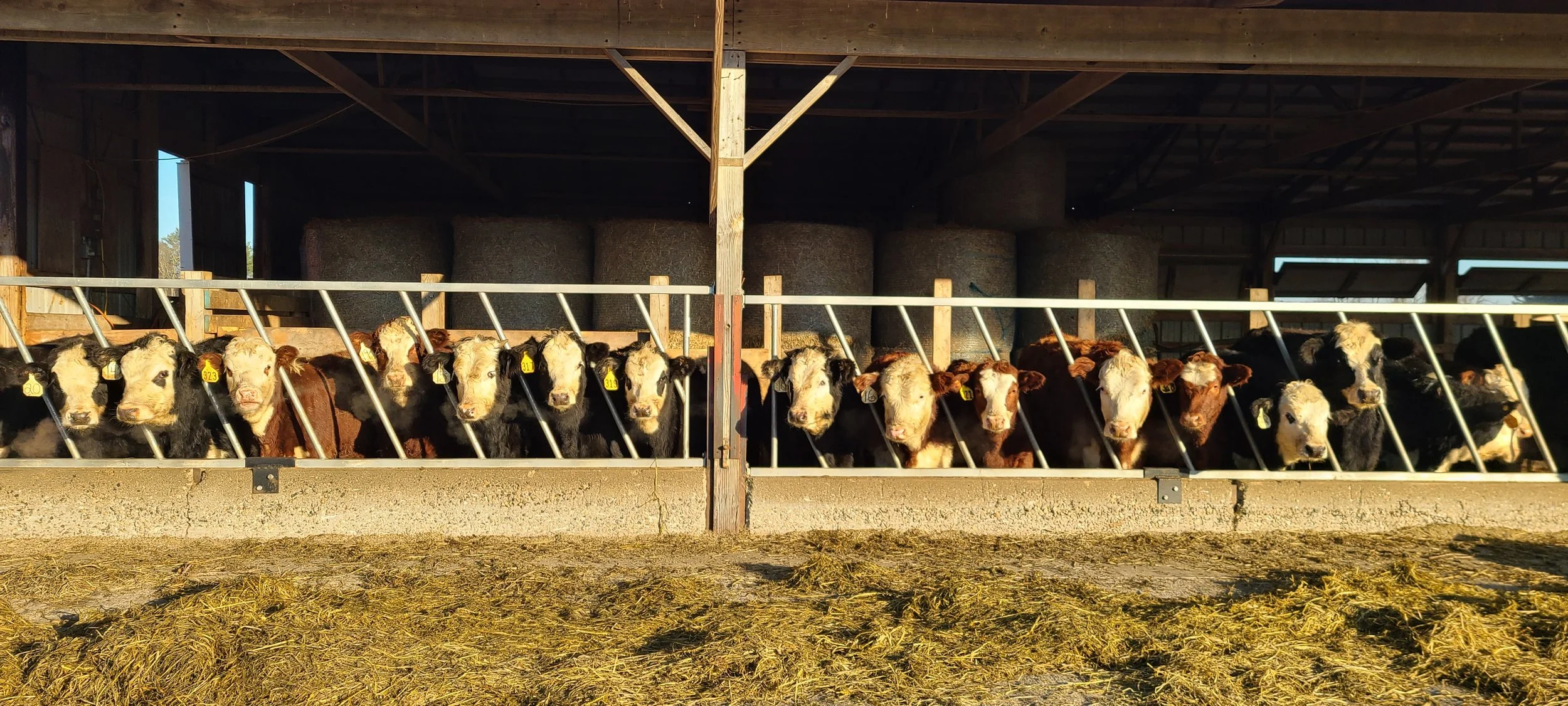 Group of calves with yellow ear tags standing behind a feeding barrier in a barn with hay and storage bales in the background.